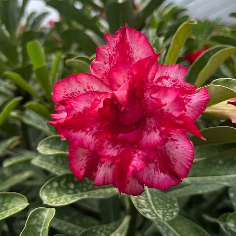Adenium  Obesum Desert Rose Grafted Flowers Plant (pack of 5)