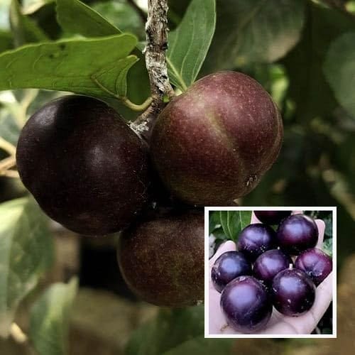 Manila Tennis Ball Cherry Cherries Grafted Fruit Plant (1-2 Feet Height)