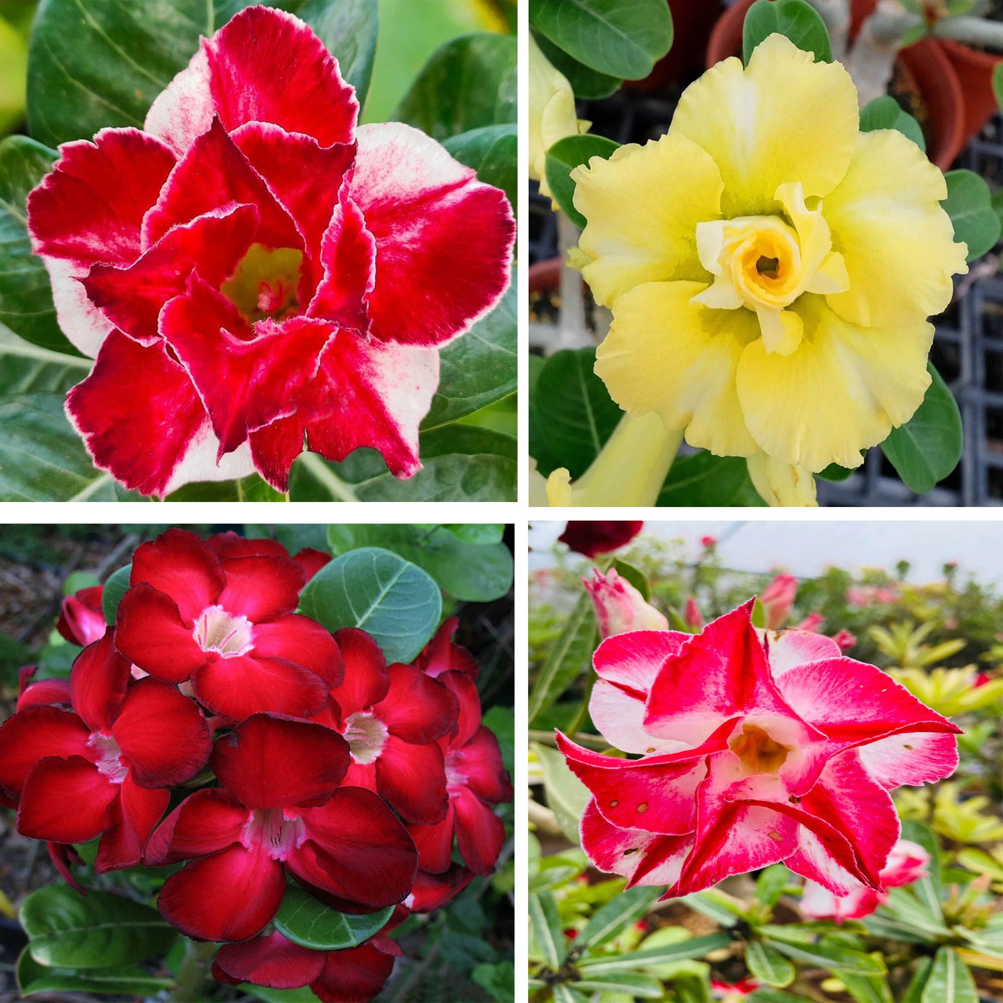 Adenium Obesum Desert Rose Grafted Flowers Plant (pack of 4)