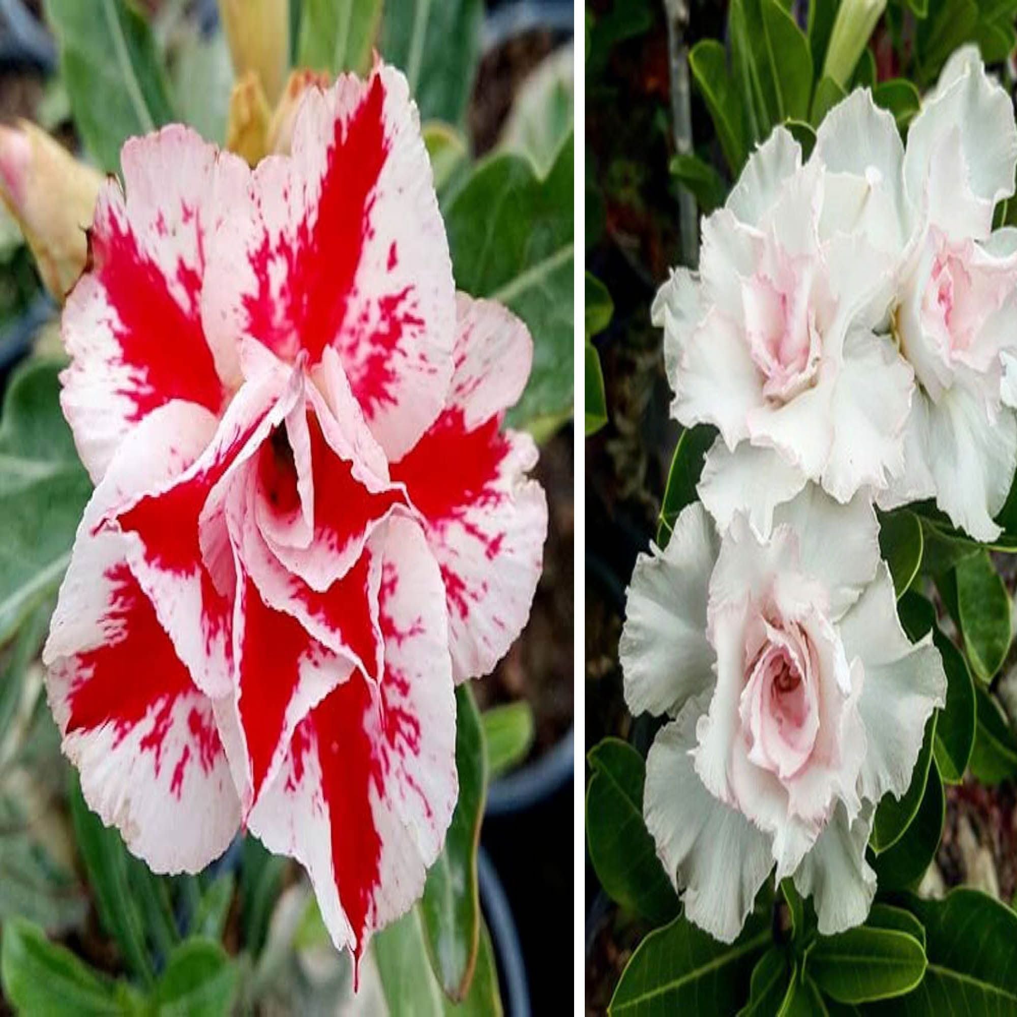 Adenium  Obesum Desert Rose Grafted Flowers Plant (pack of 2)