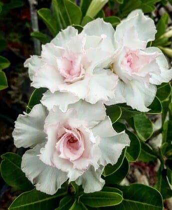 Adenium  Obesum Desert Rose Grafted Flowers Plant (pack of 2)