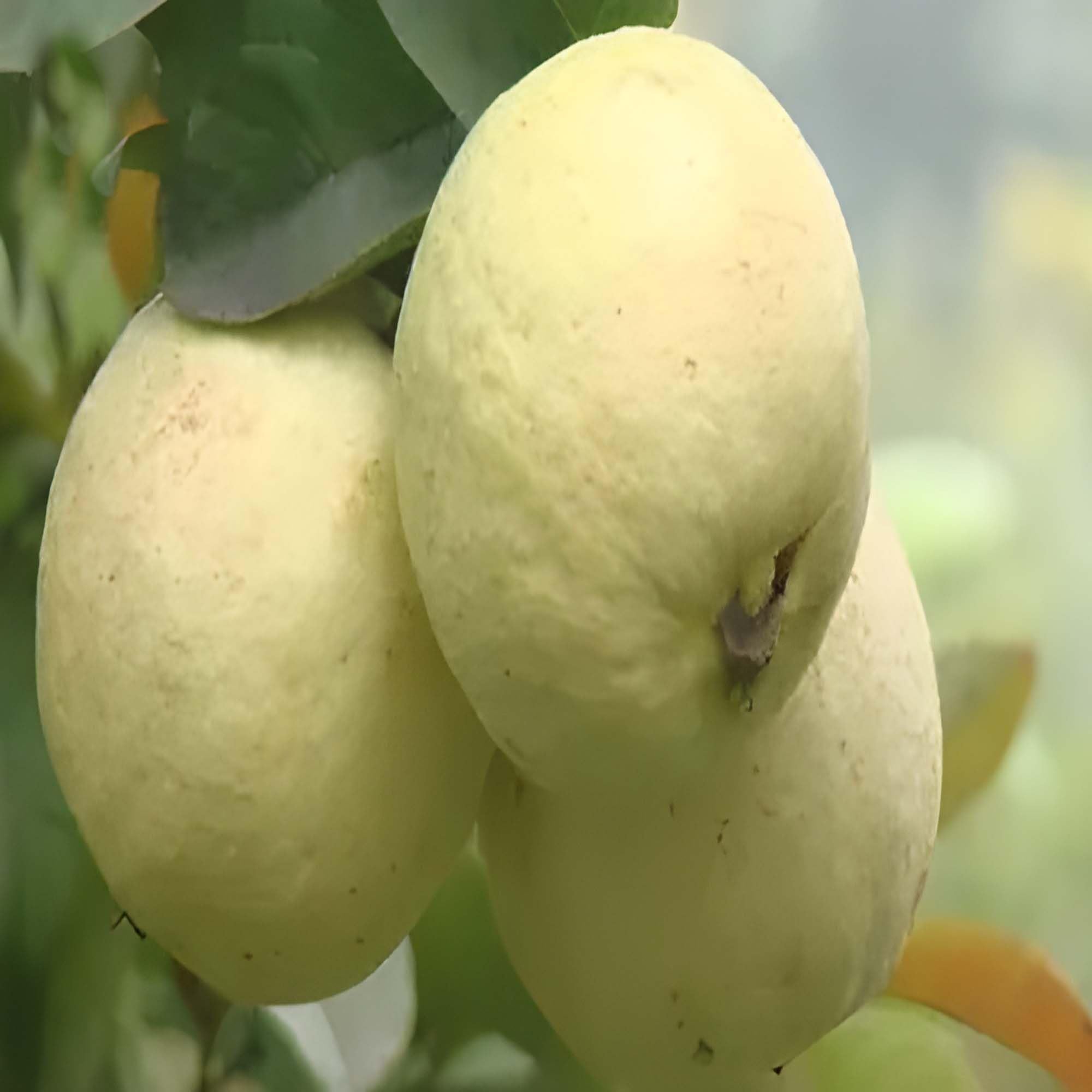 Thai Golden 8 Guava Amrood Layering/Grafted Fruit Plant (1.5-3 Feet Height)