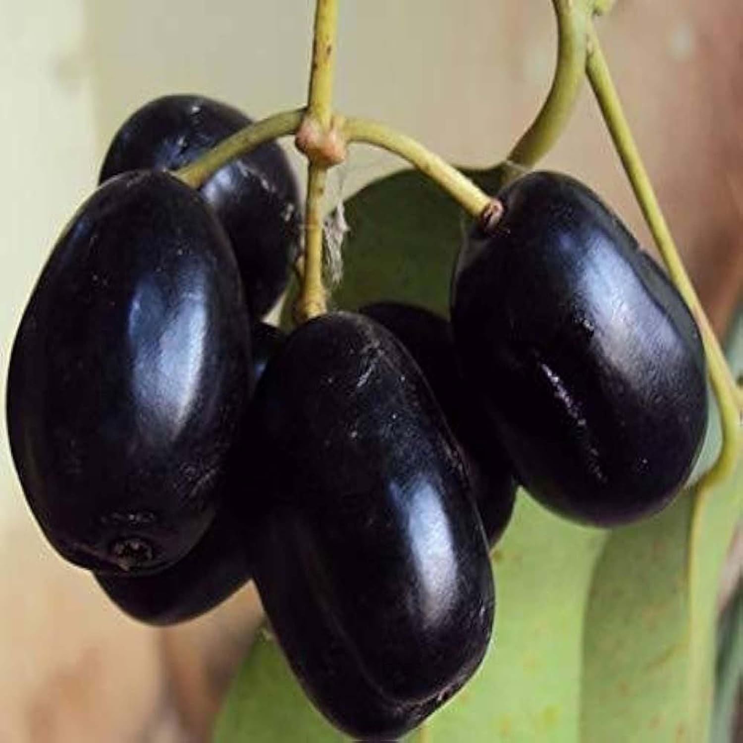 Seedless Black Jamun Jambolan Jam Grafted Fruit Plant (1.5-3 Feet Height)