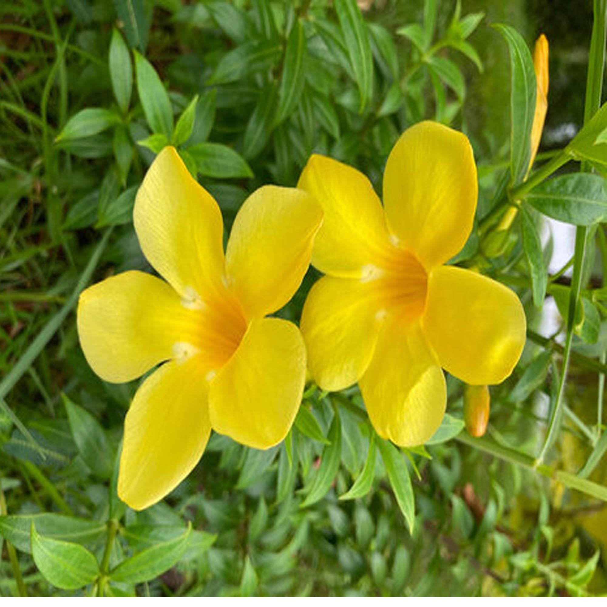 Yellow Allamanda cathartica Round the Year Flower Plant (1-2 Feet Height)