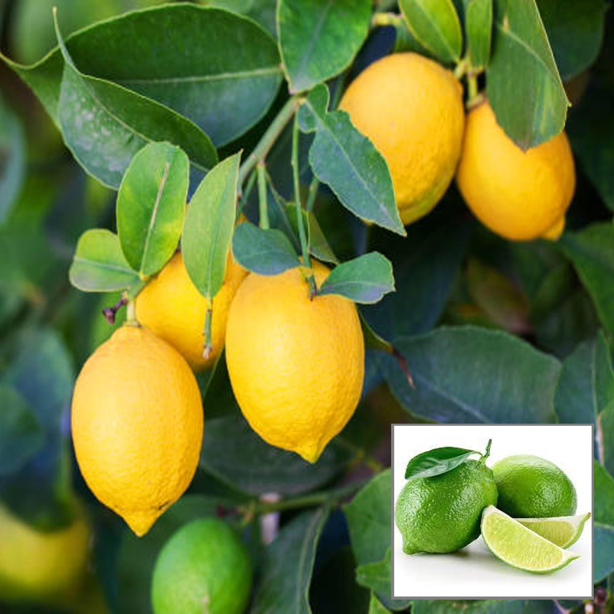 Seedless All Time Lemon Nimbu Layering/Grafted Fruit Plant (1-2 Feet Height)