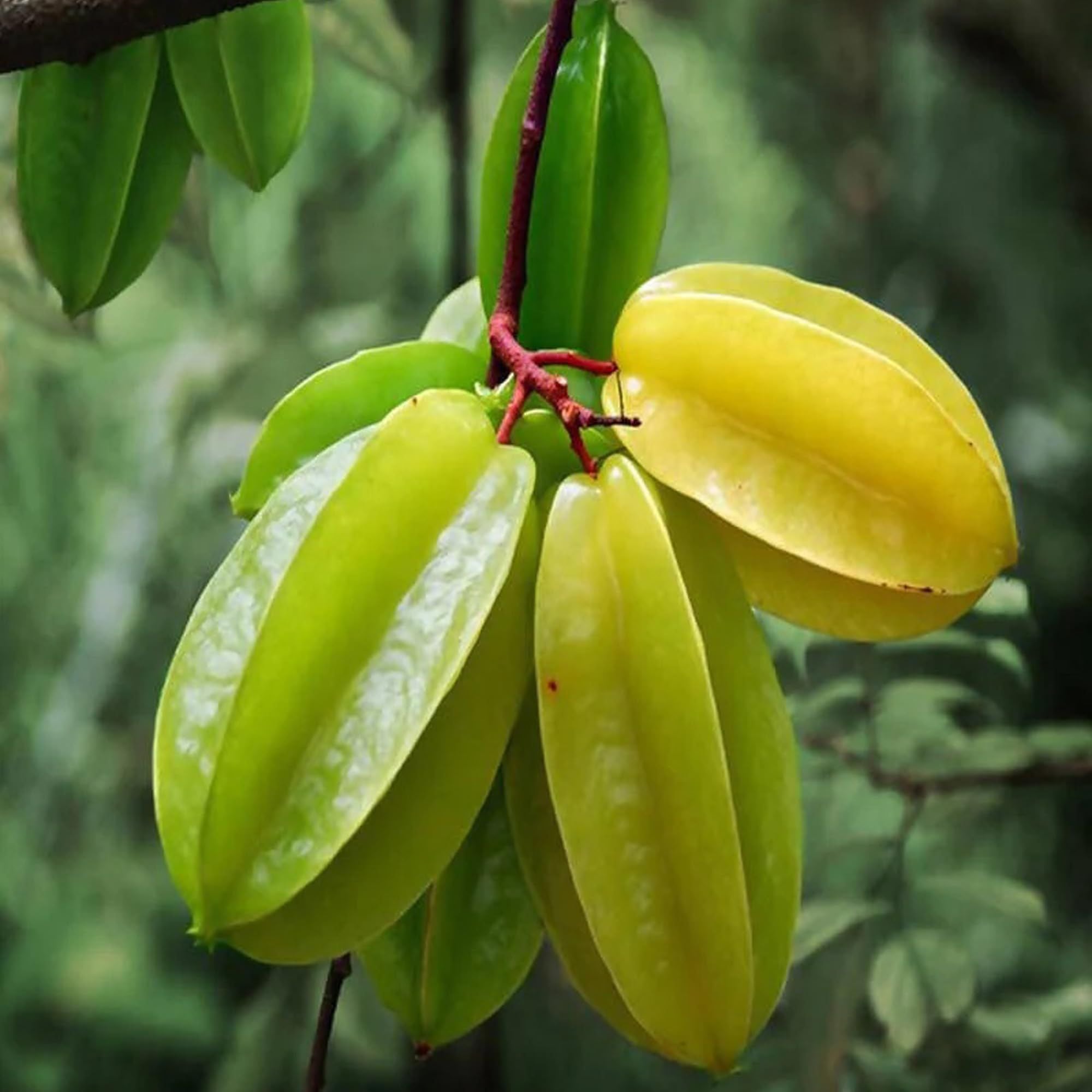 Sour Star Fruit Carambola Kamranga Amrak Grafted Plant (1.5-3 Feet Height)