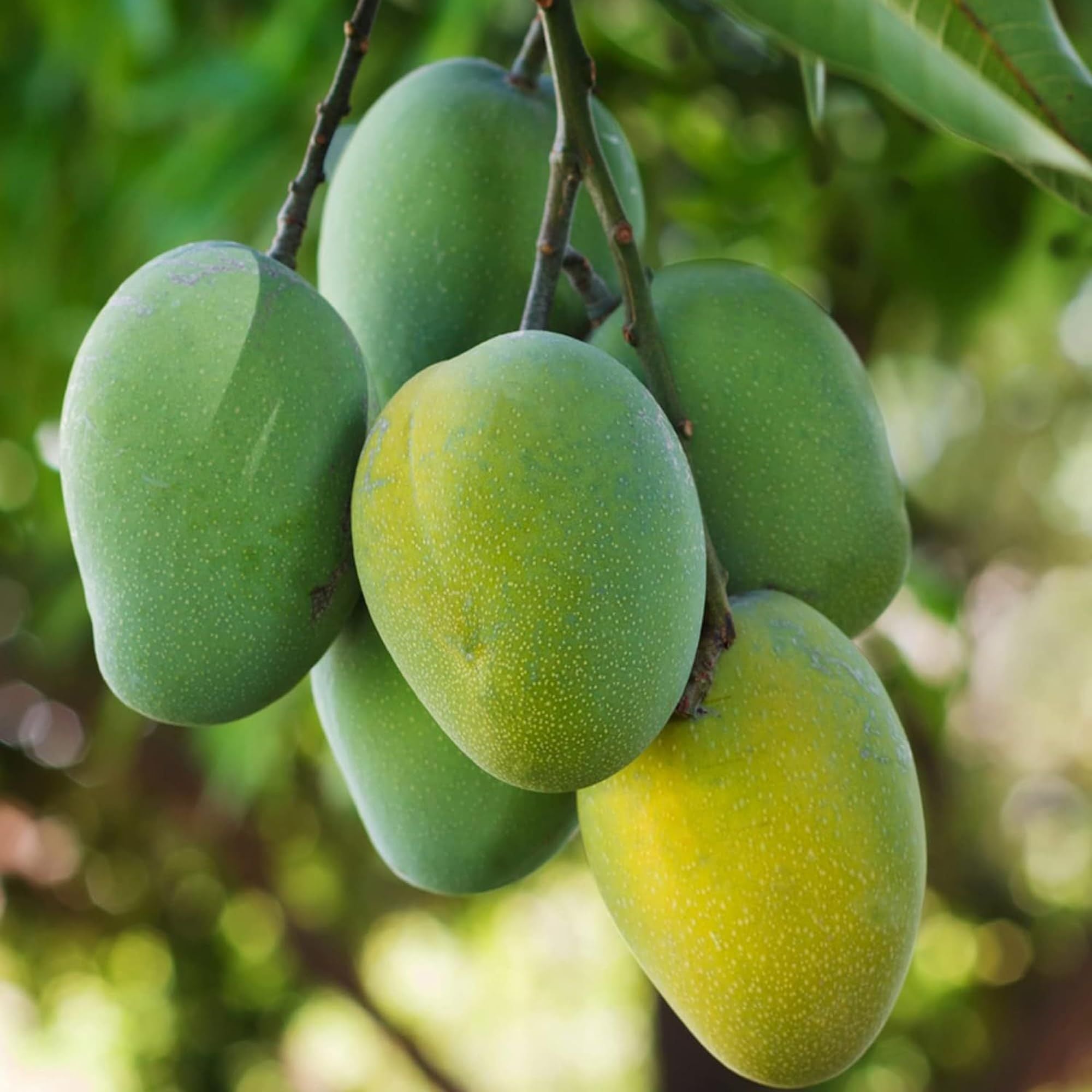Jardalu Mango Aam Grafted Fruit Plant (1.5-3 Feet Height)