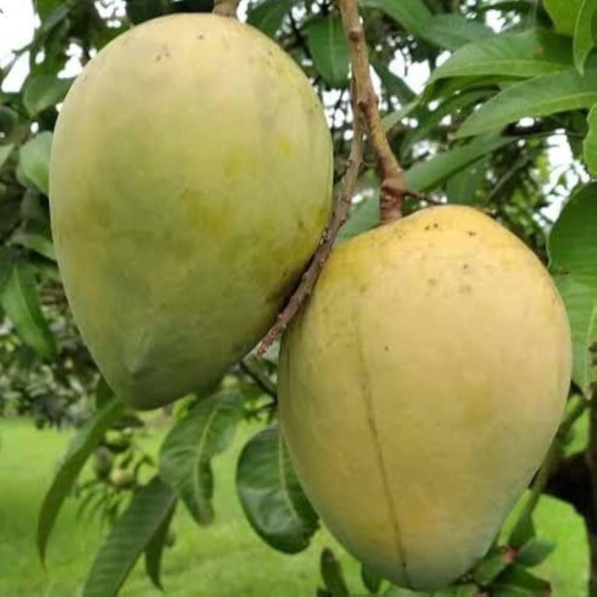 Himsagar Kishan Bhog Khirsapat Mango Aam Grafted Fruit Plant (1.5-3 Feet Height)