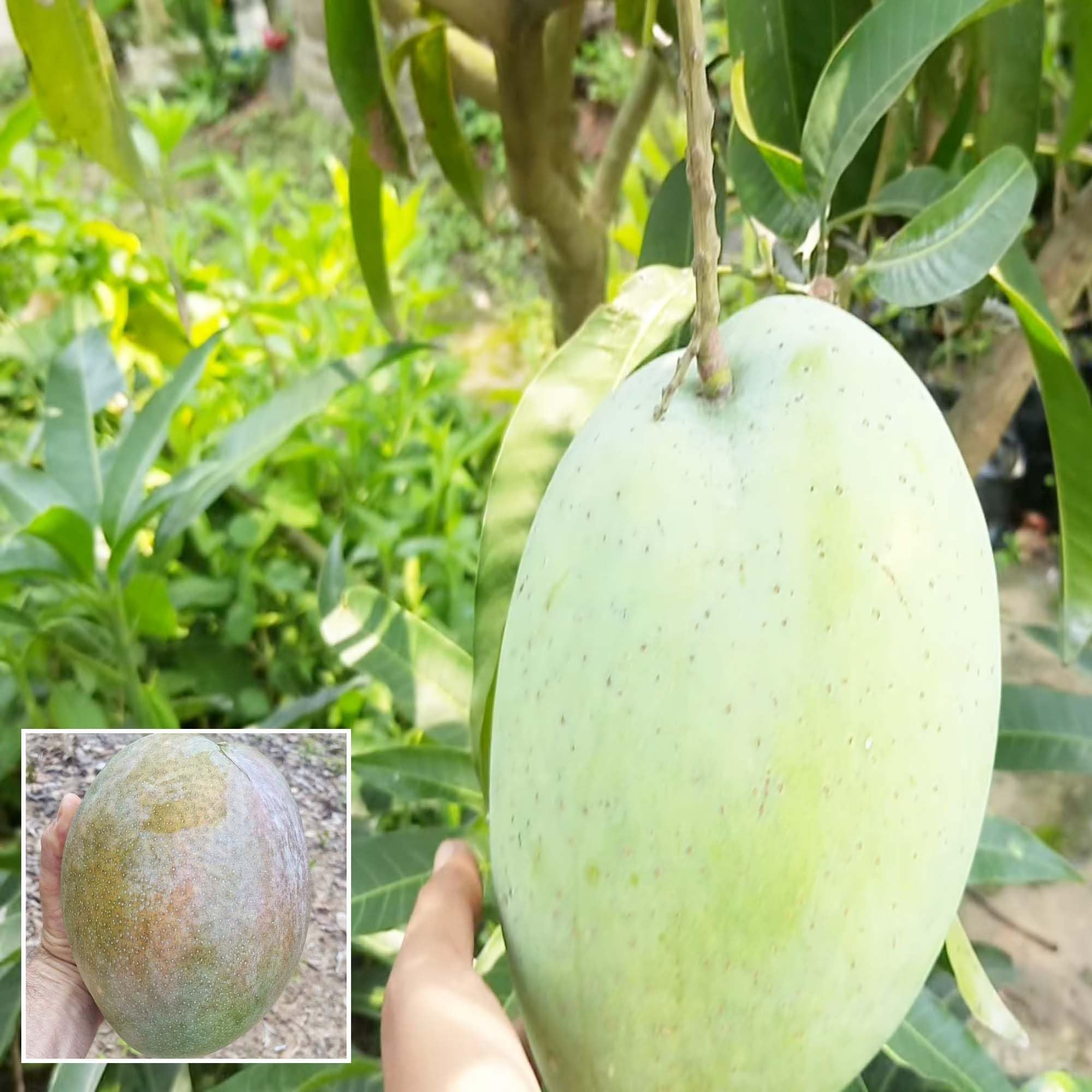 4KG Mango Aam Grafted Fruit Plant (1.5-3 Feet Height)