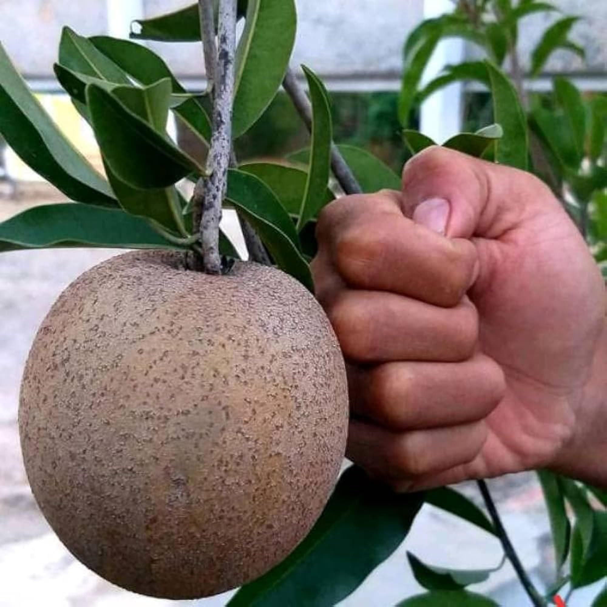 Jambo Chikoo Sapota Grafted Fruit Plant (1.5-3 Feet Height)