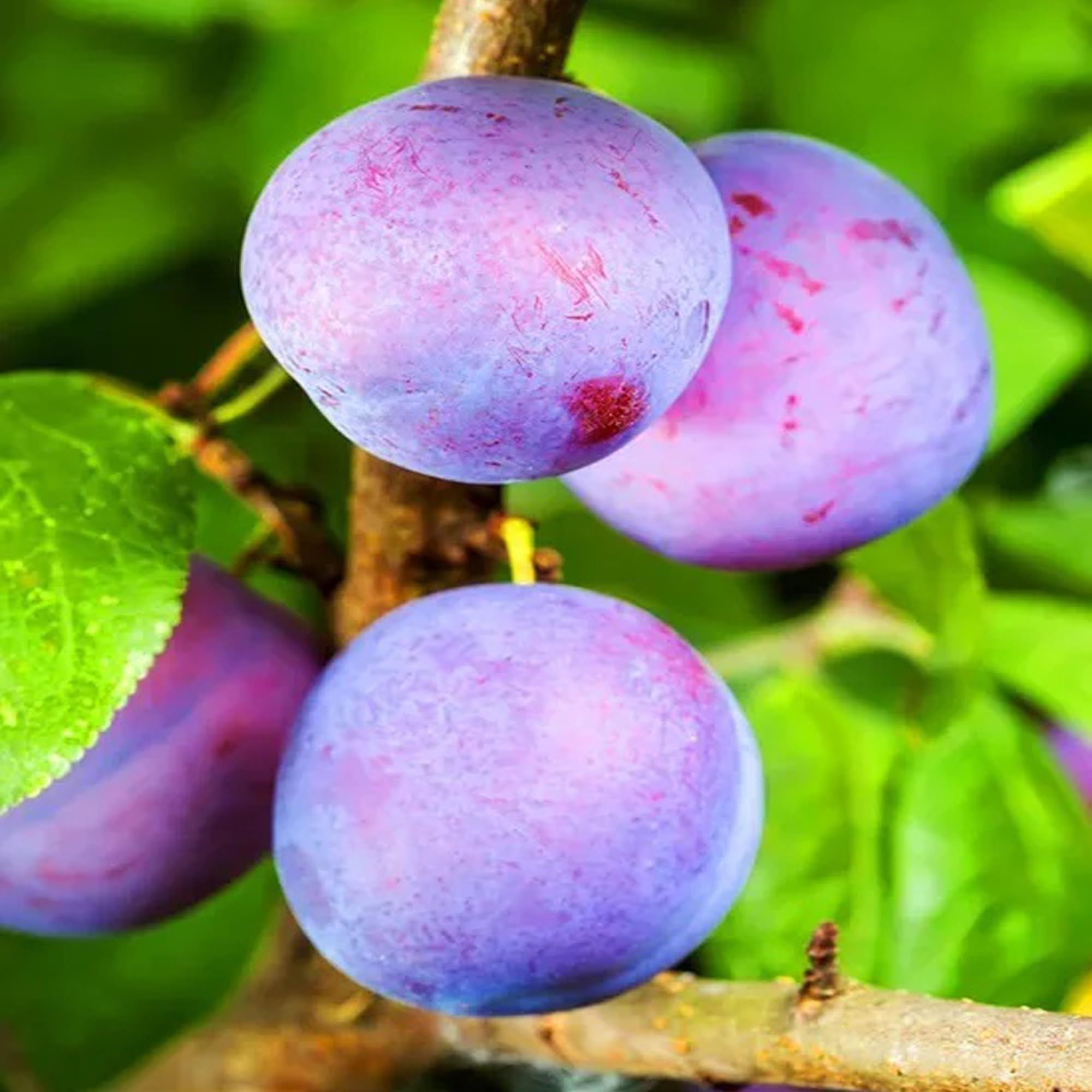 Satluj Purple Plum Aloo Bukhara Layering/Grafted Fruit Plant (1.5-3 Feet Height)