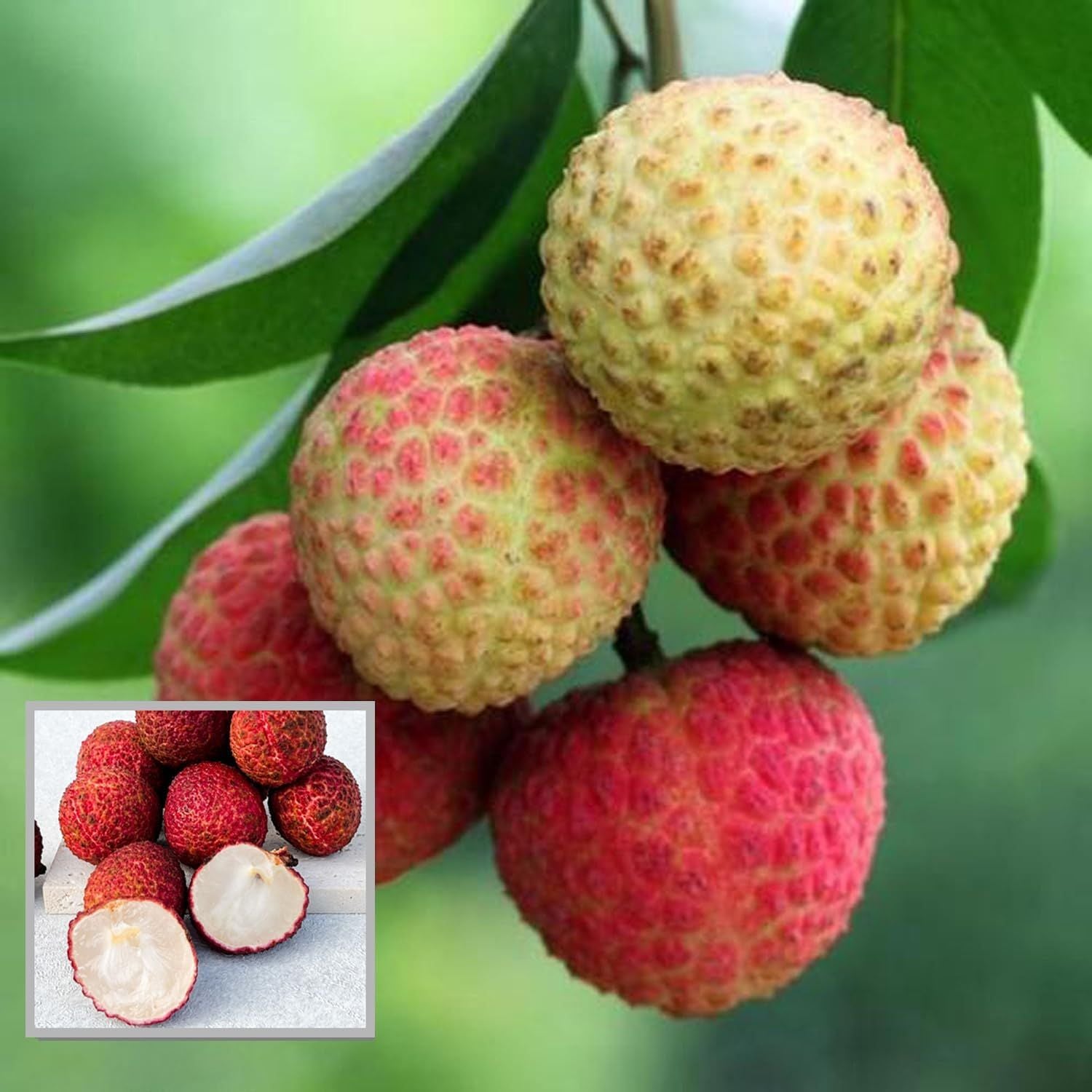 Early Seedless Litchi Lychee Layering/Grafted Fruit Plant (1.5-2 Feet Height)