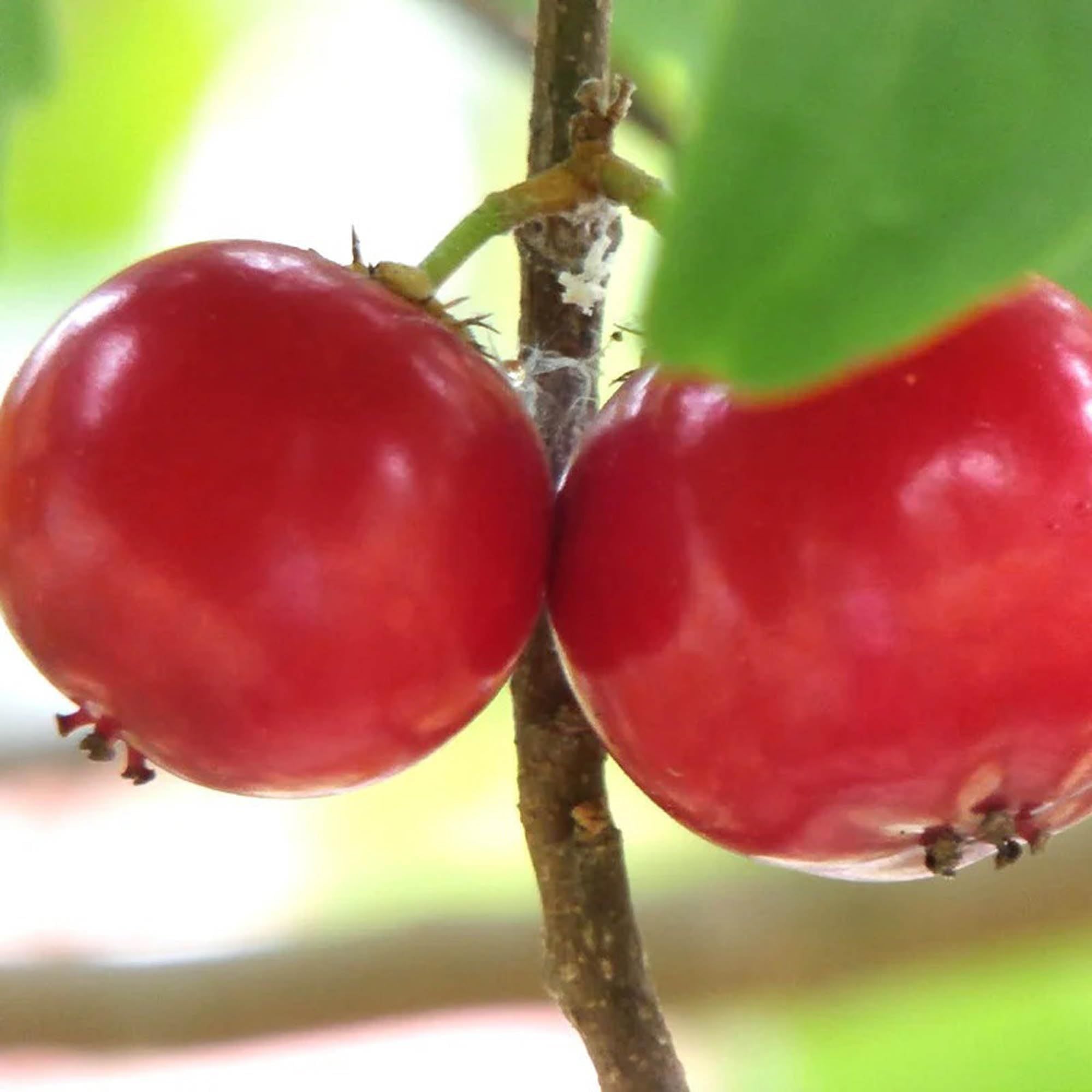 Lovi-lovi Fruit Plant (1.5-3 Feet Height)