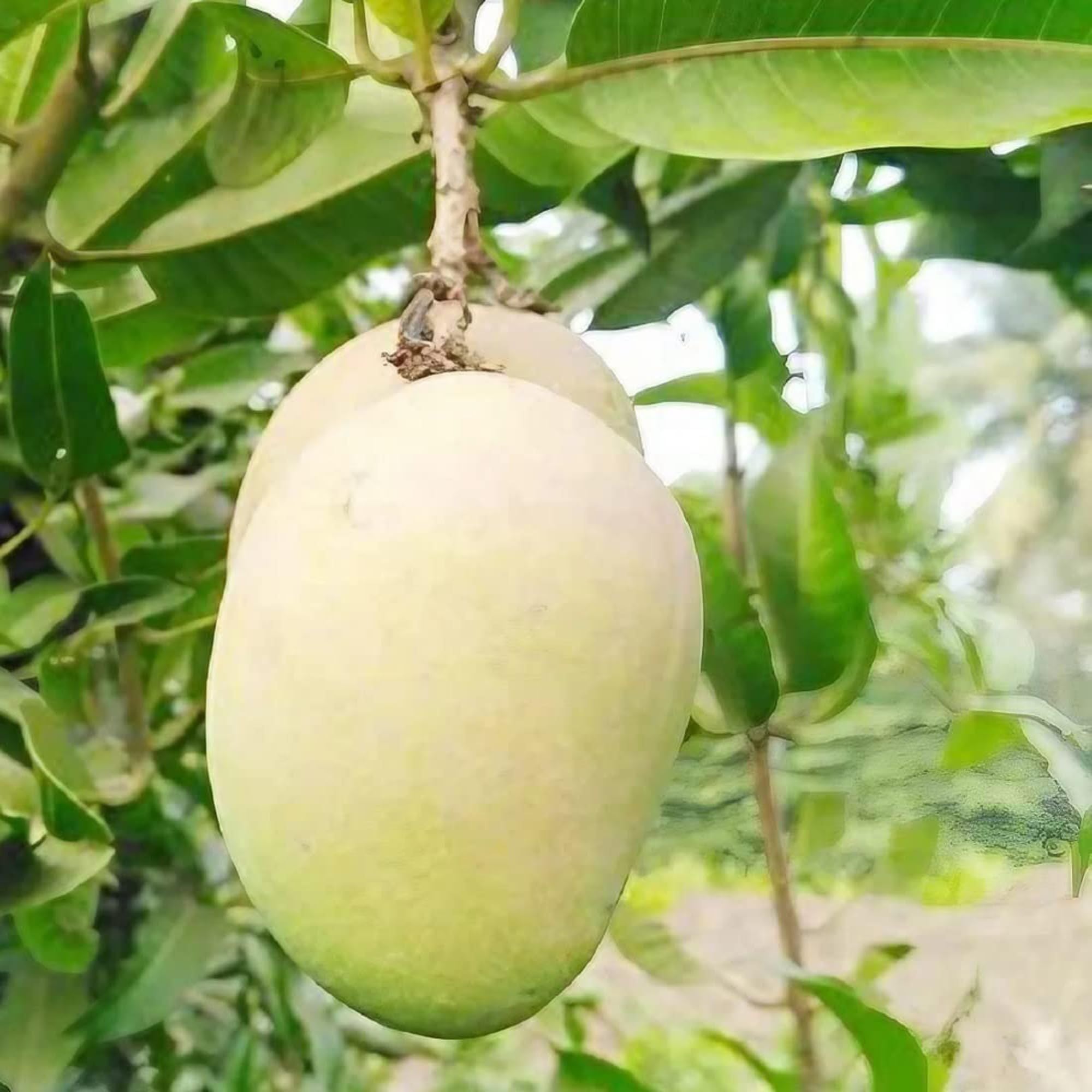 Babul Dufala White All time Mango Aam Grafted Fruit Plant (1.5-3 Feet Height)