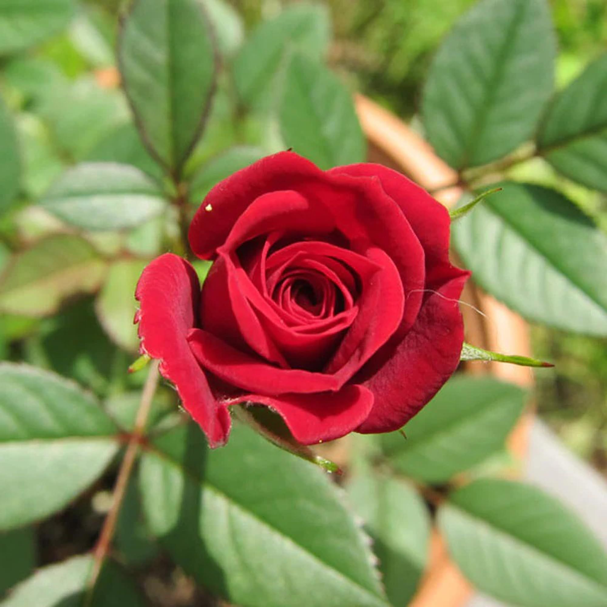 Red King Of Rose Fragrant Flower Plant (1-2 Feet Height)
