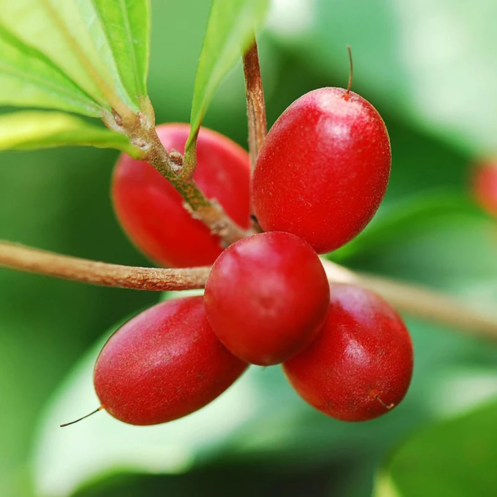 Miracle Fruit Layering/Grafted Fruit Plant (1-2 Feet Height)