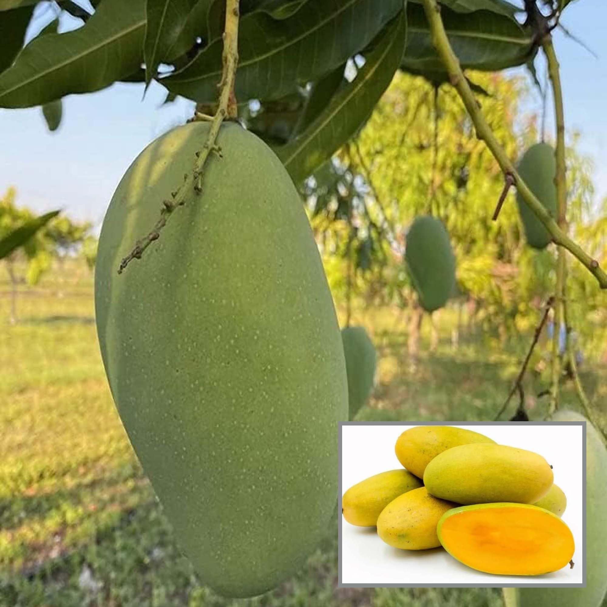 Dasheri Mango Aam Grafted Fruit Plant (1.5-3 Feet Height)
