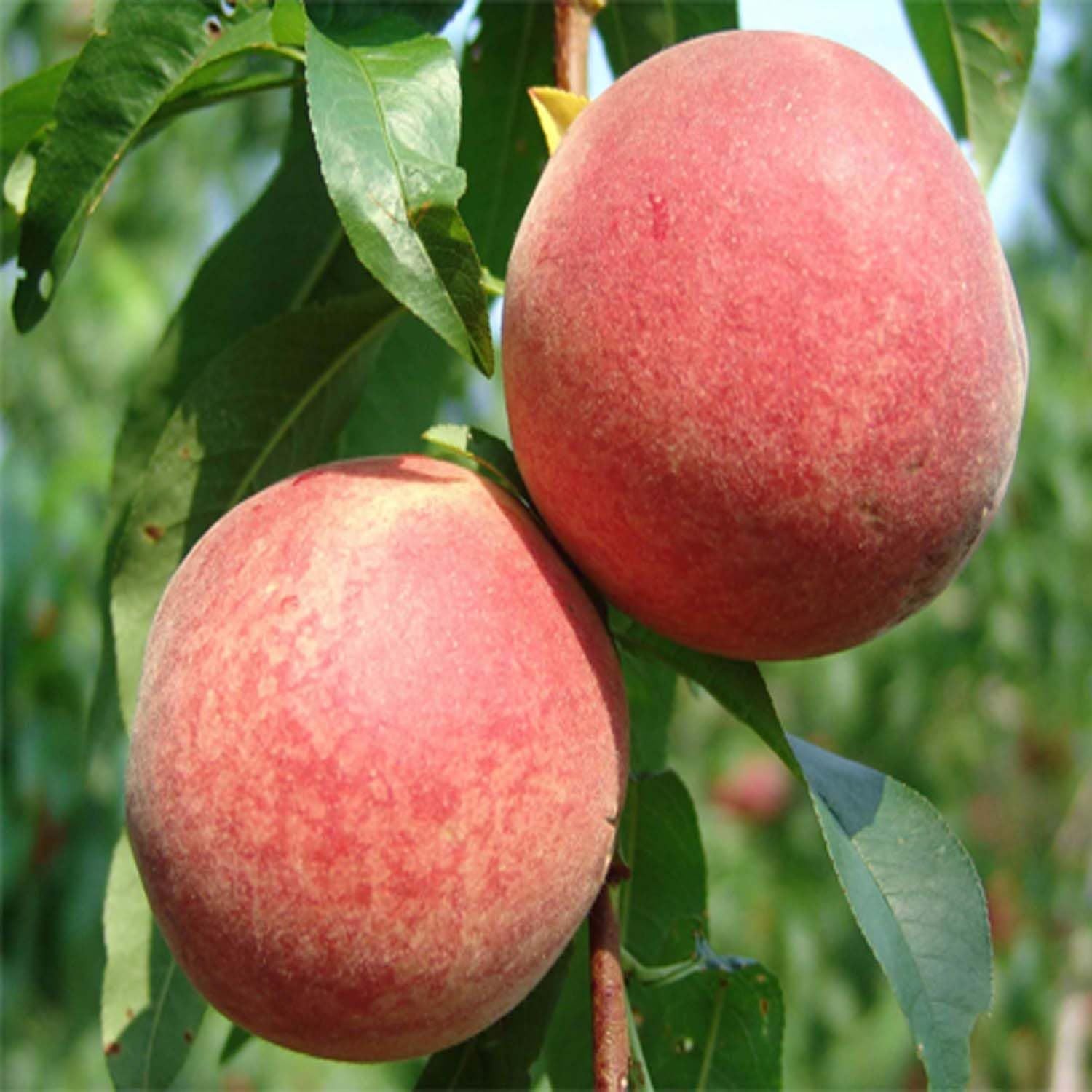 Floridaprince Peach Grafted Fruit Plant (2-3 Feet Height)