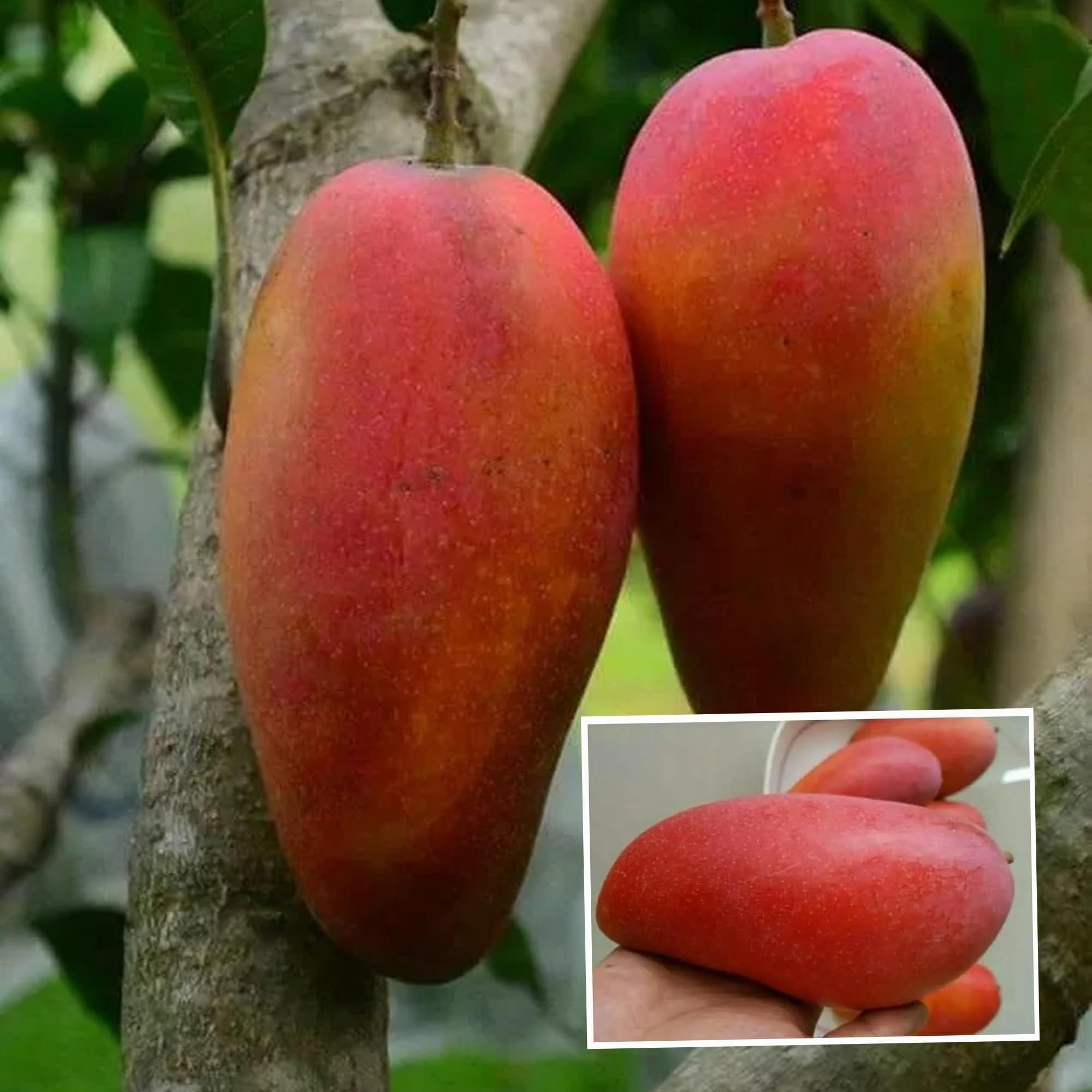 Xi Shi 11 Shi Mango Aam Grafted Fruit Plant (1.5-3 Feet Height)