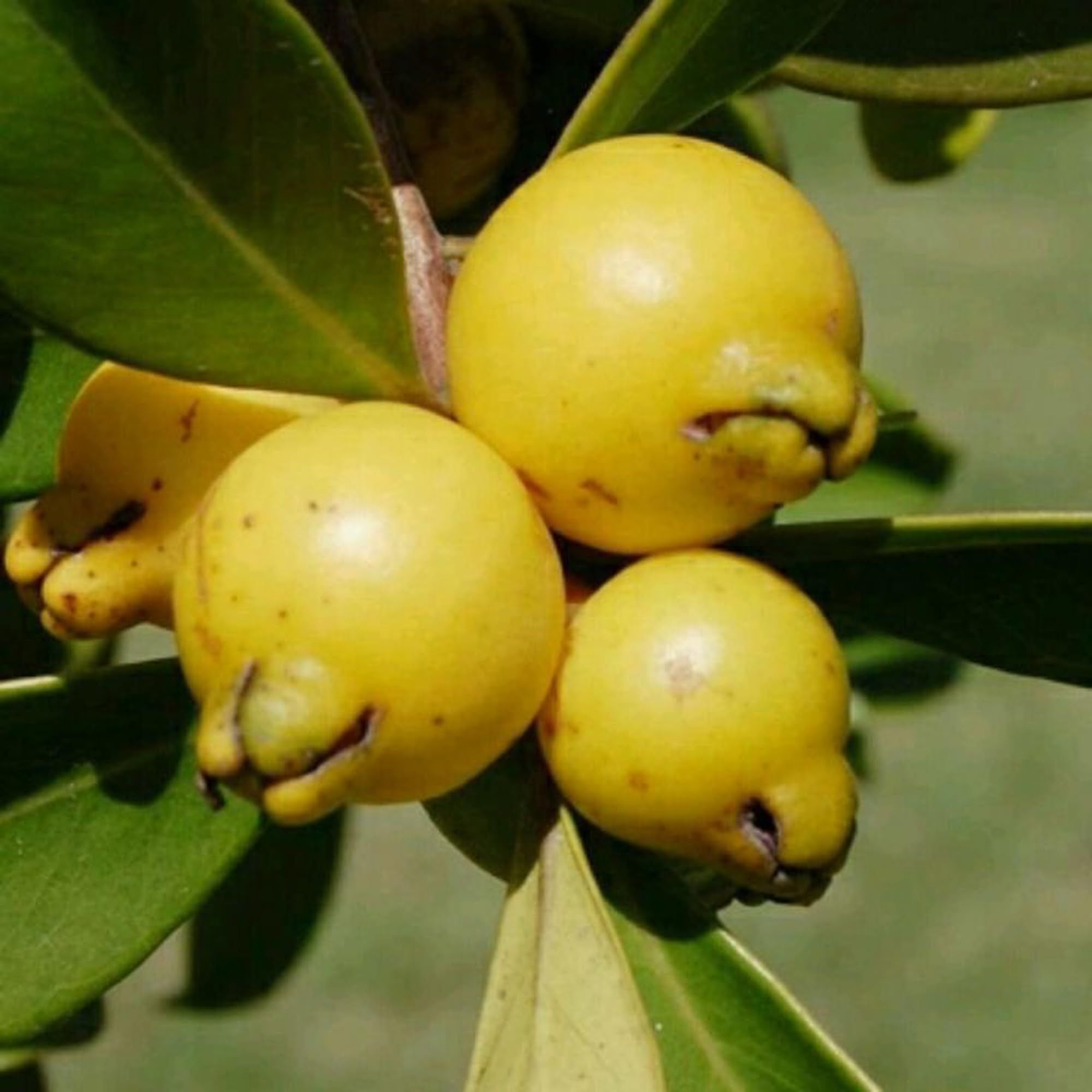 Yellow Strawberry Guava Amrood Layering/Grafted Fruit Plant (1.5-3 Feet Height)