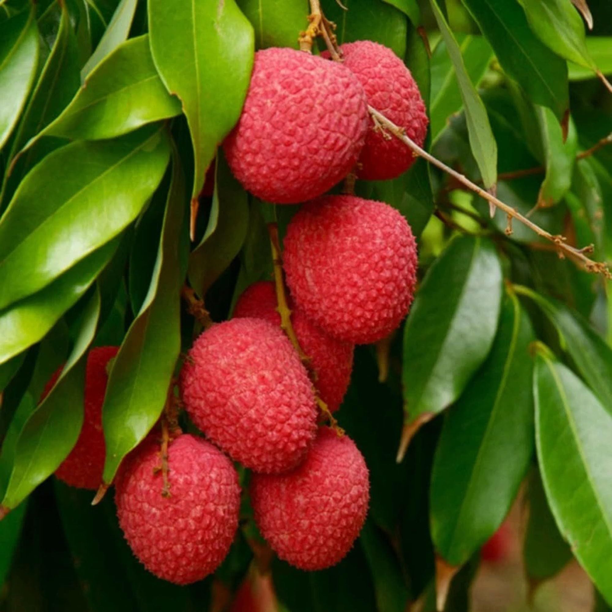 Bombai Litchi Lychee Layering/Grafted Fruit Plant (1.5-2 Feet Height)