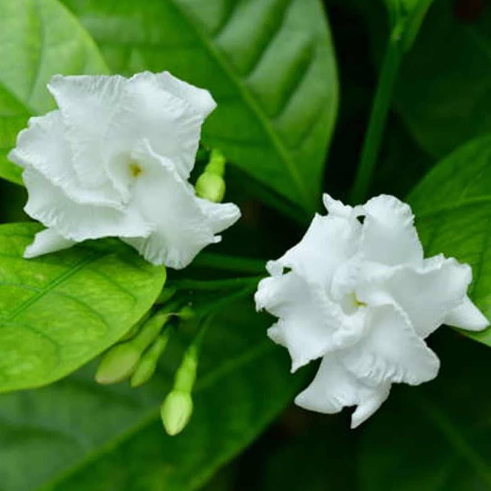 Double Petal Tagar Chandni Crepe Jasmine Shrubs Flower Plant (1-2 Feet Height)
