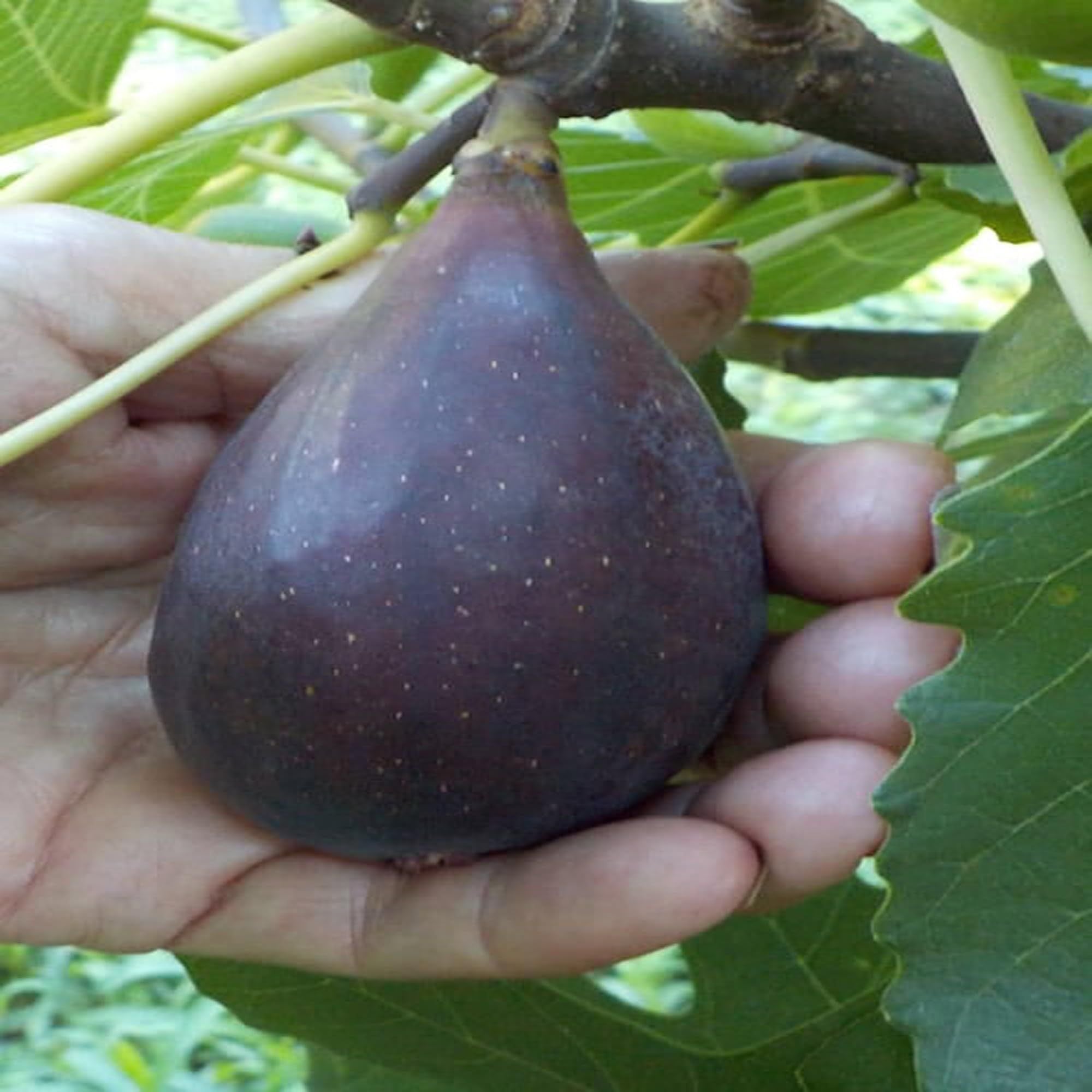 Black Mission Fig Anjeer Layering/Grafted Fruit Plant (1-2 Feet Height)