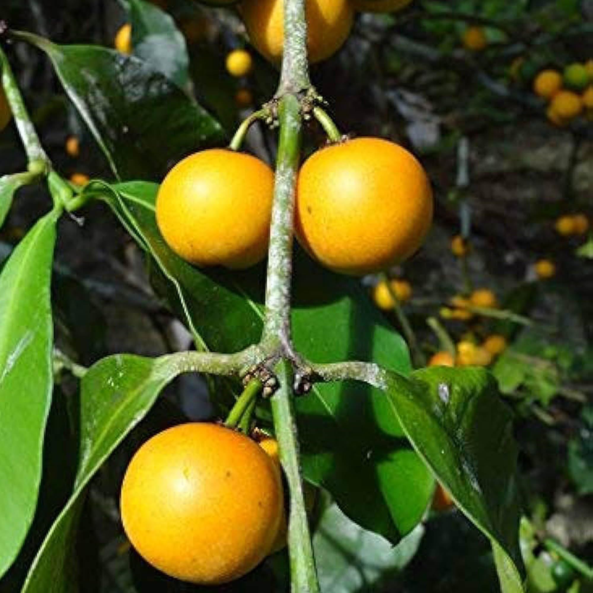 Barabba Cherry Mangosteen Fruit Plant (1.5-3 Feet Height)