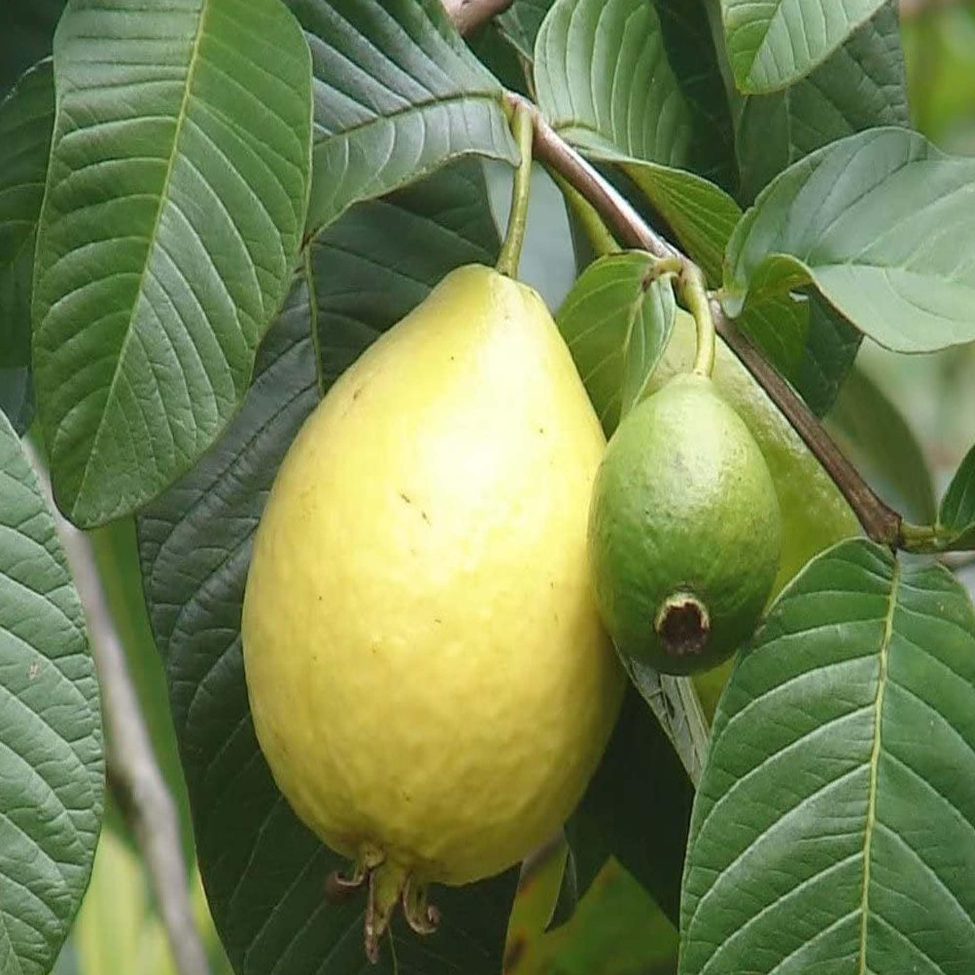 Mexican Cream Guava Amrood Layering/Grafted Fruit Plant (1.5-3 Feet Height)