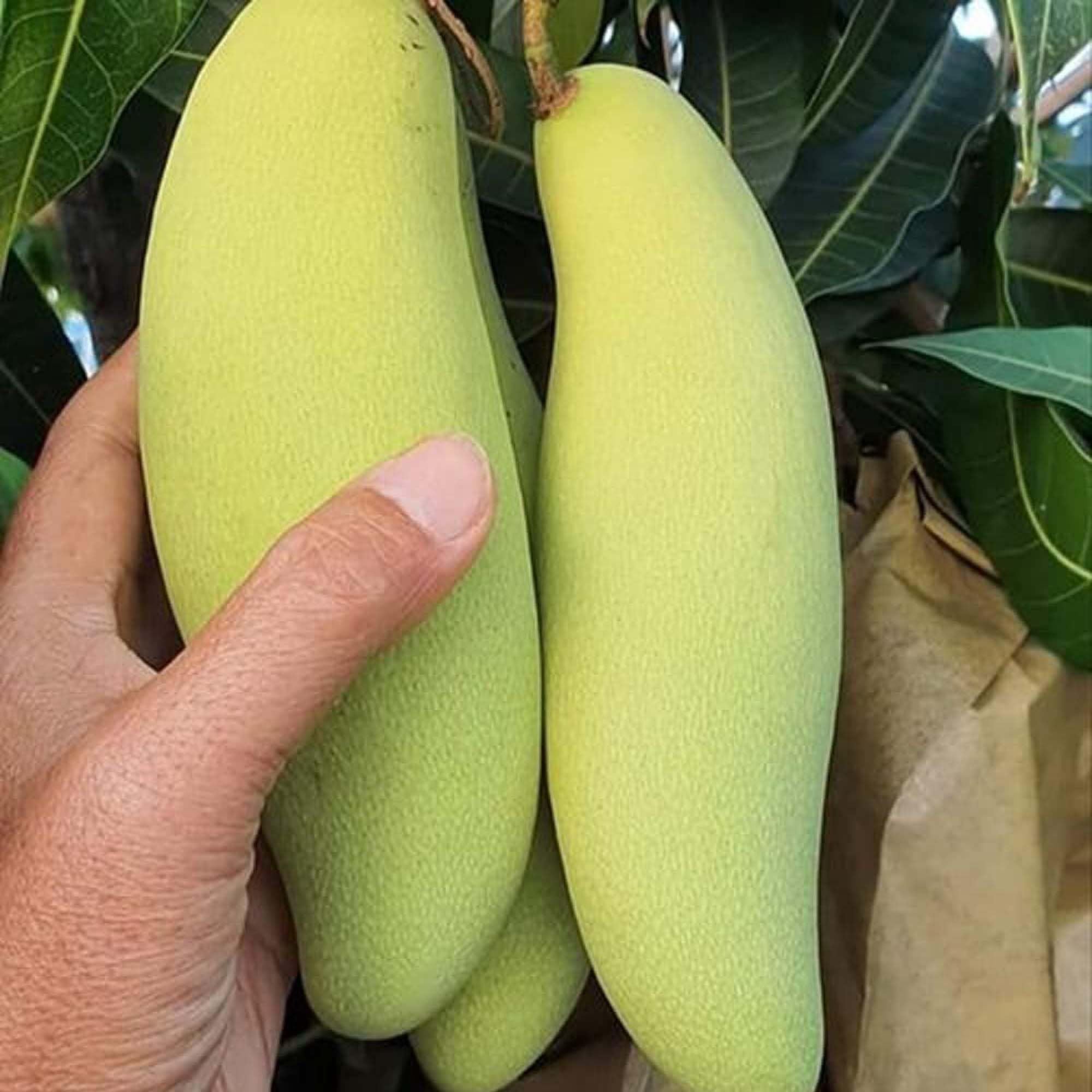 Banana Mango Aam Grafted Fruit Plant (1.5-3 Feet Height)