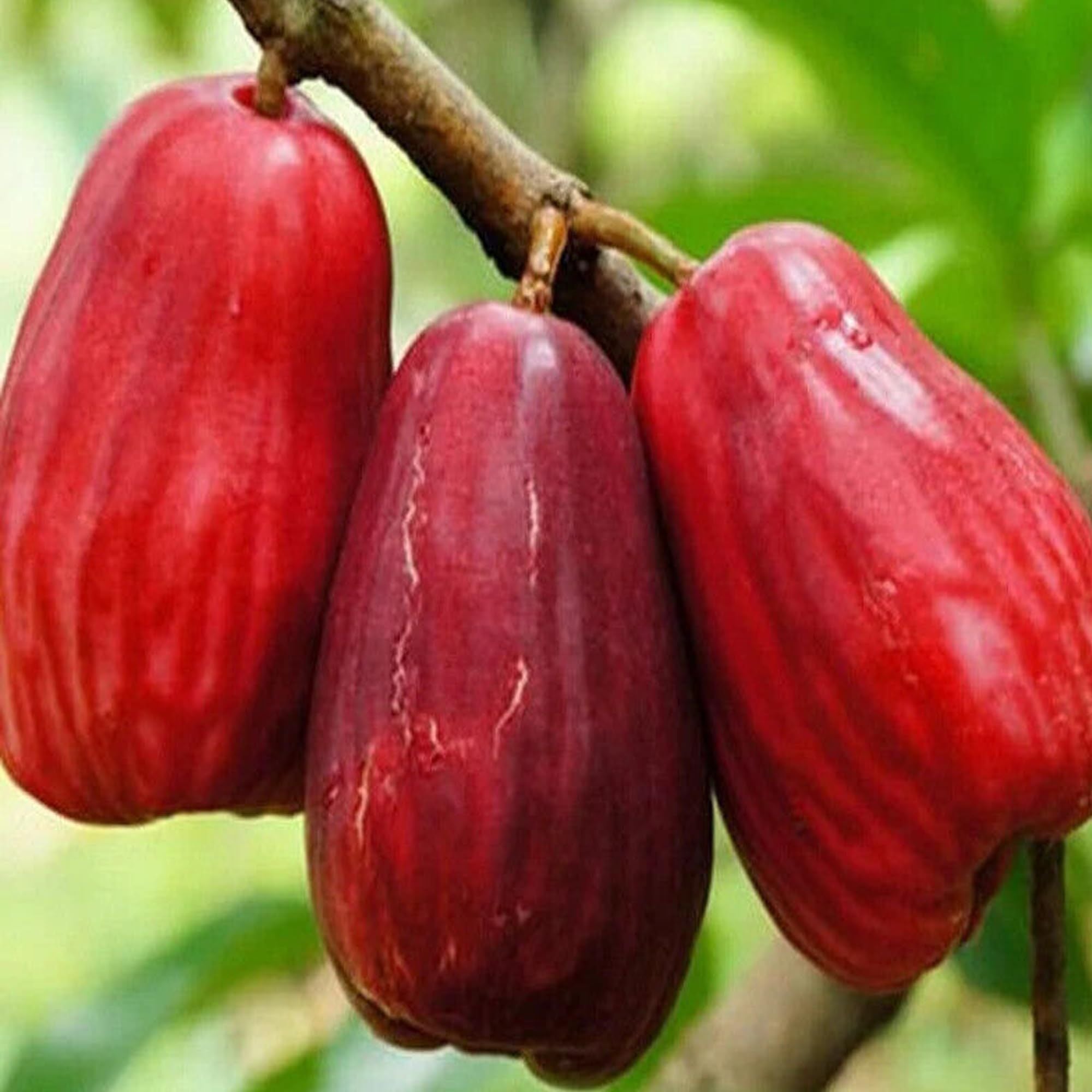 Jambu King Kong Wax Apple Water Apple Java Apple Jamrul Chamba Layering/Grafted Fruit Plant (1.5-3 Feet Height)