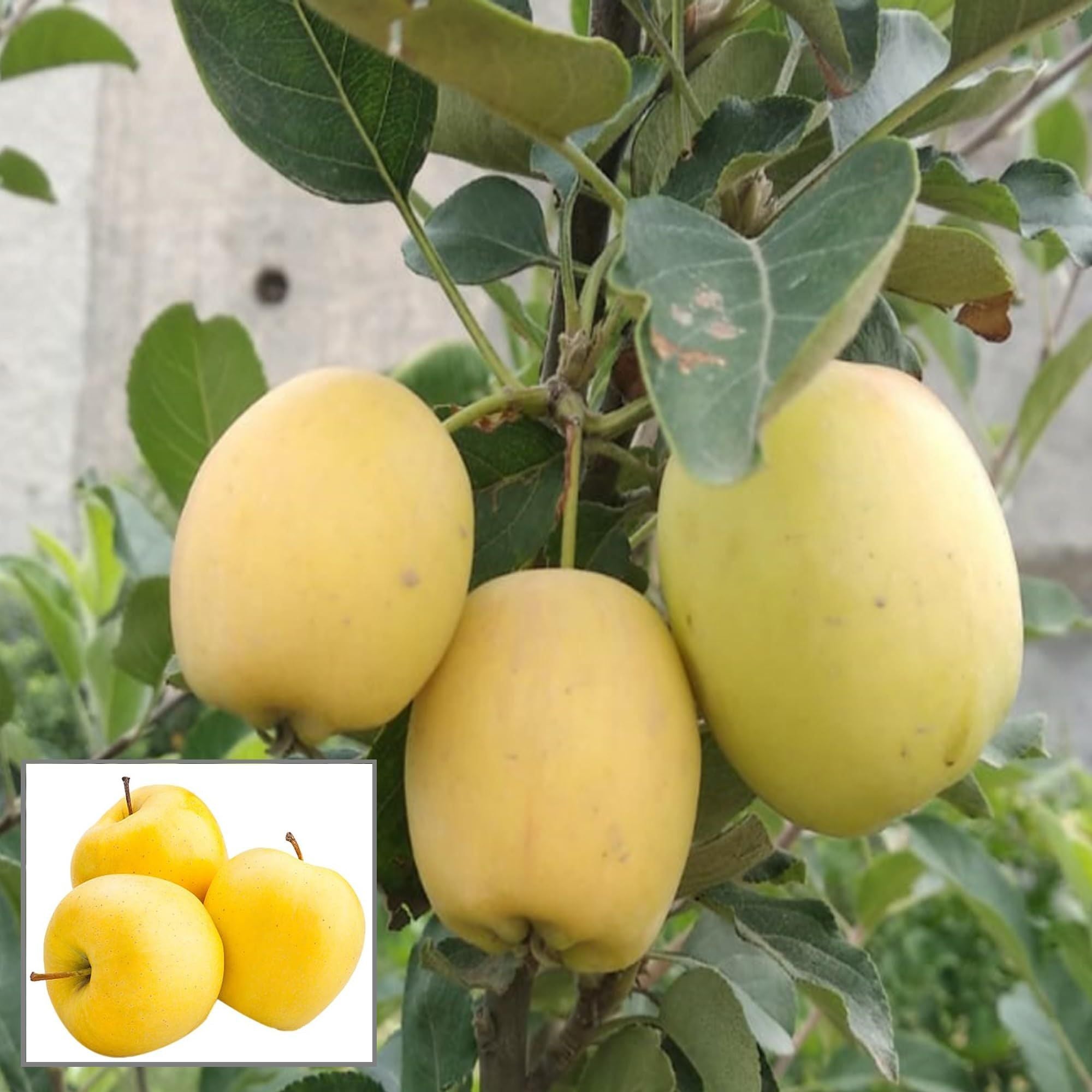 Dorsett GoldenLow Chill Tropical Apple Seb Grafted Fruit Plant (1.5-3 Feet Height)