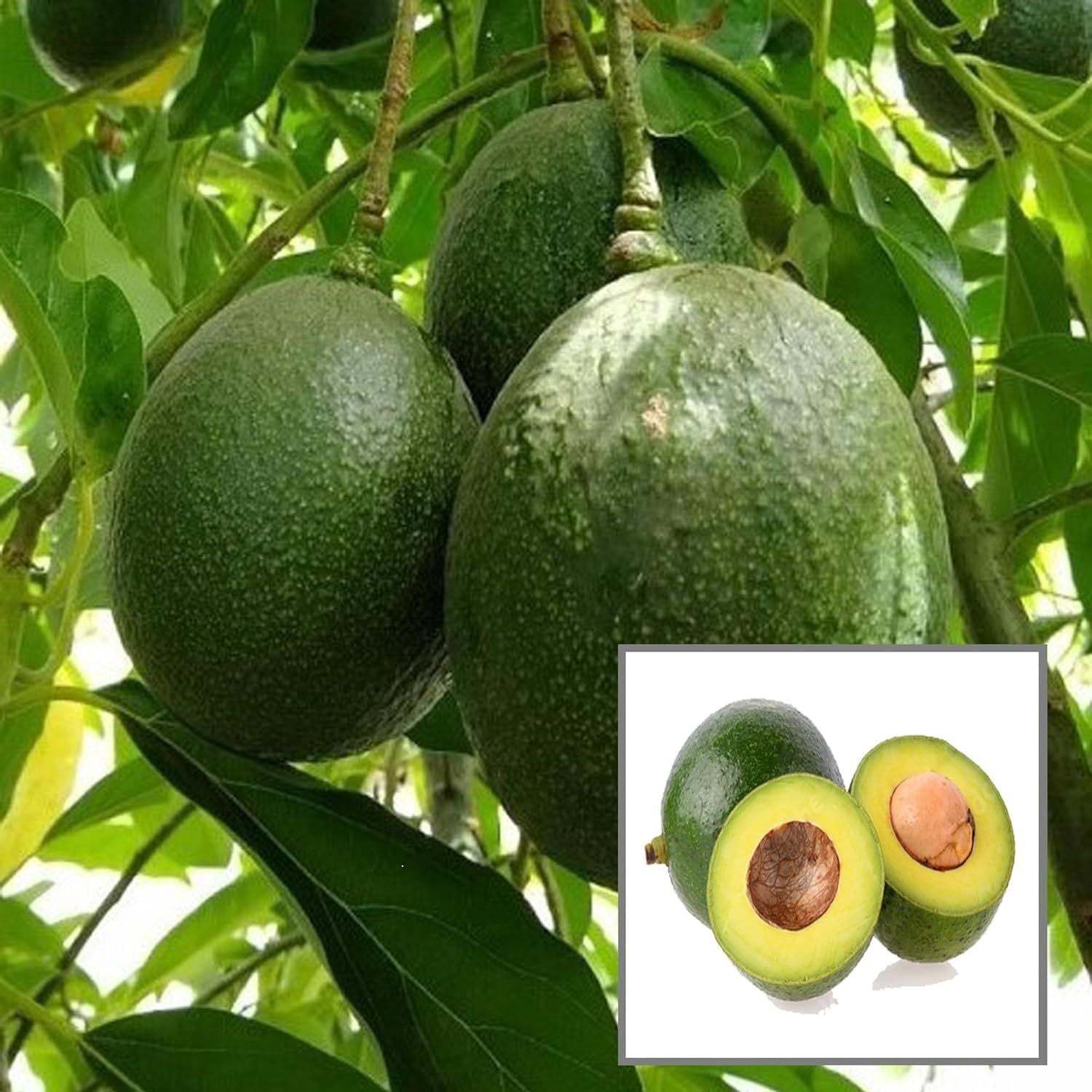 Monroe Round Avocado Butter Fruit Grafted Plant (1.5-2 Feet Height)