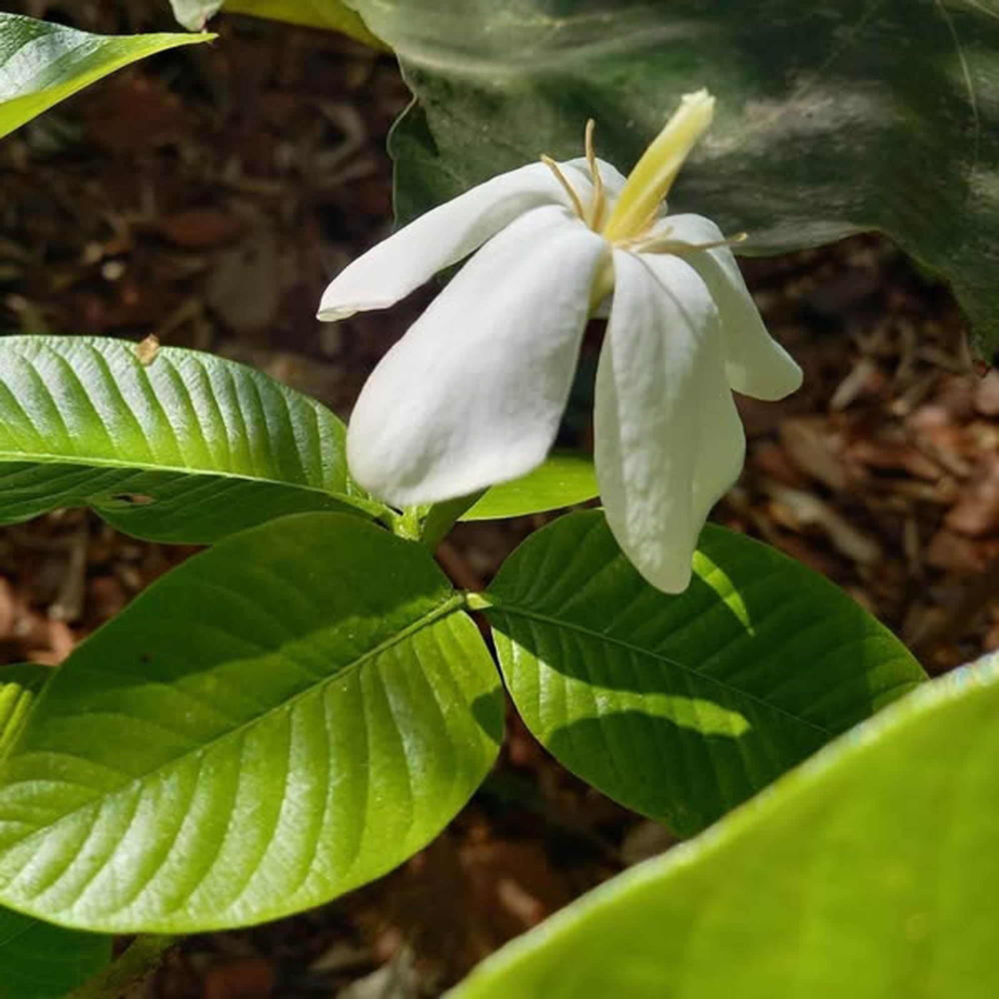 Hing Spice Plant (1.5-3 Feet Height)