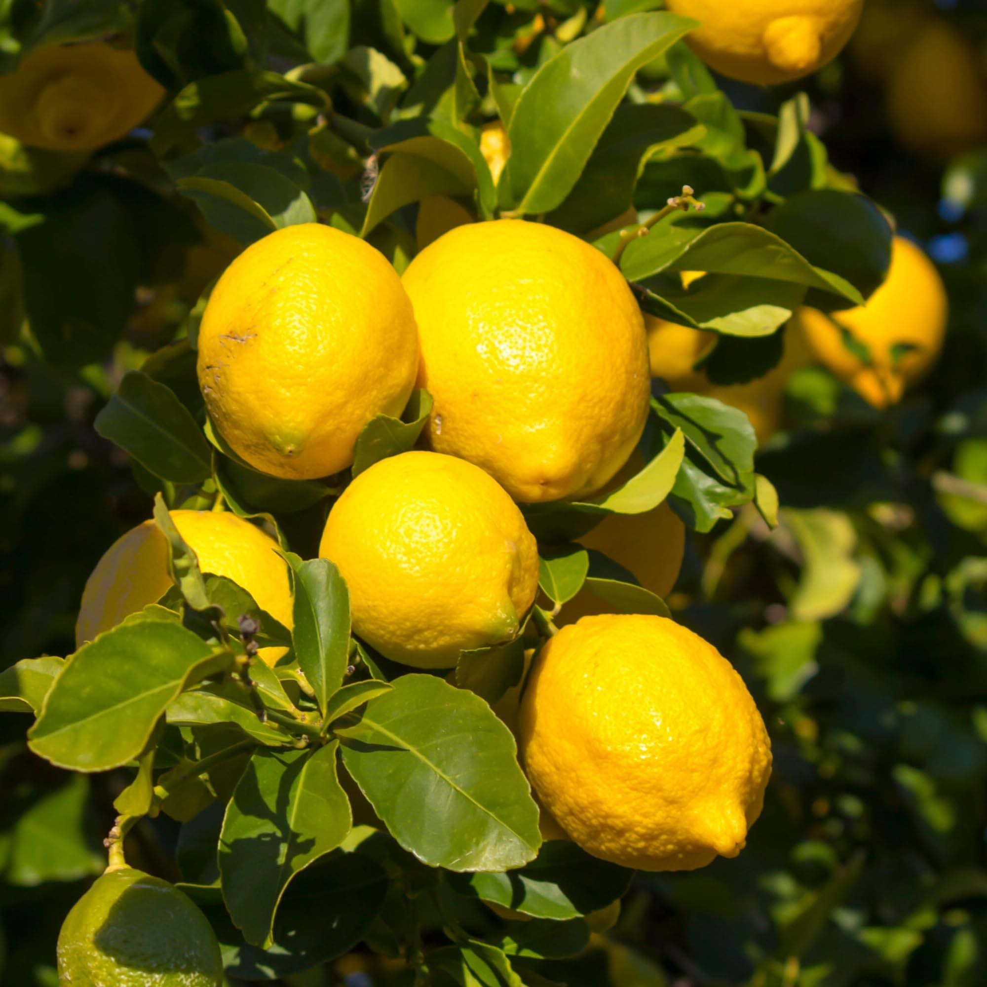 Seedless All Time Lemon Nimbu Layering/Grafted Fruit Plant (1-2 Feet Height)