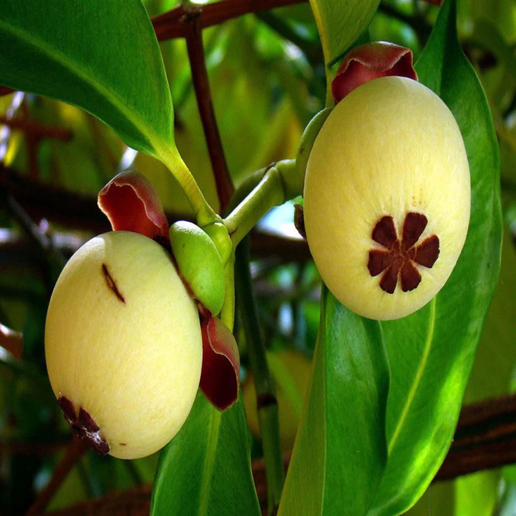 Mangosteen Fruit Plant (1.5-3 Feet Height)