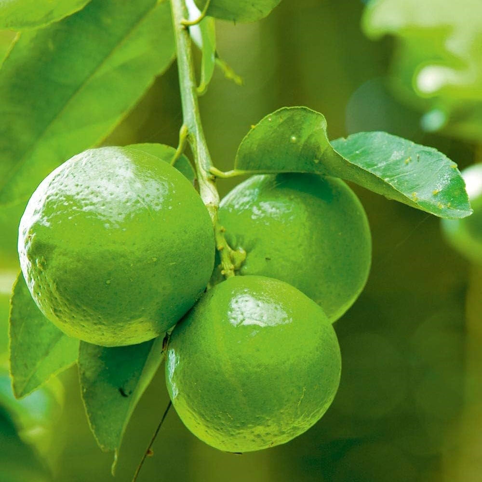 All Time Calcutta Pati Lemon Nimbu Layering/Grafted Fruit Plant (1-2 Feet Height)