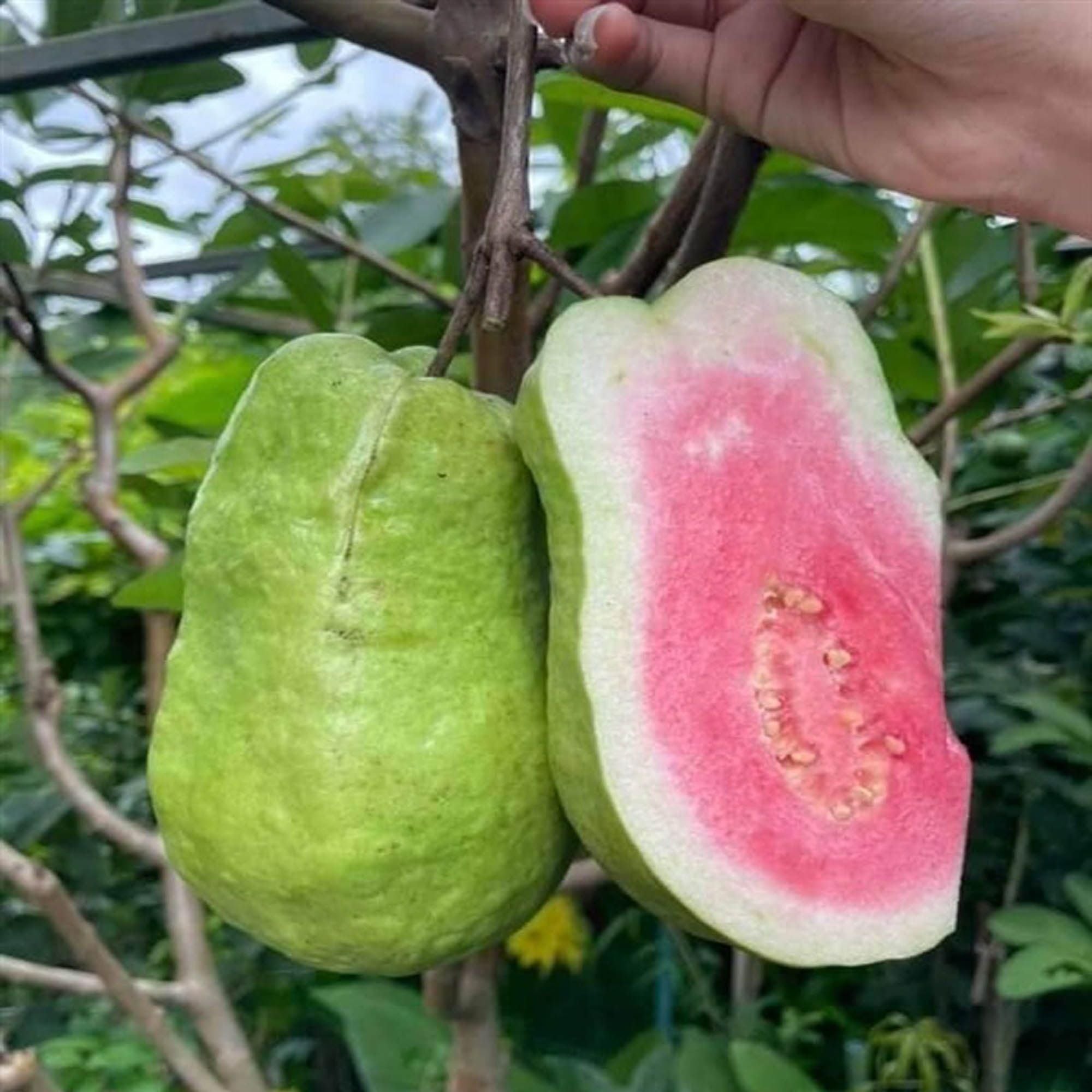 Taiwan Pink Guava Amrood Layering/Grafted Fruit Plant (1.5-3 Feet Height)