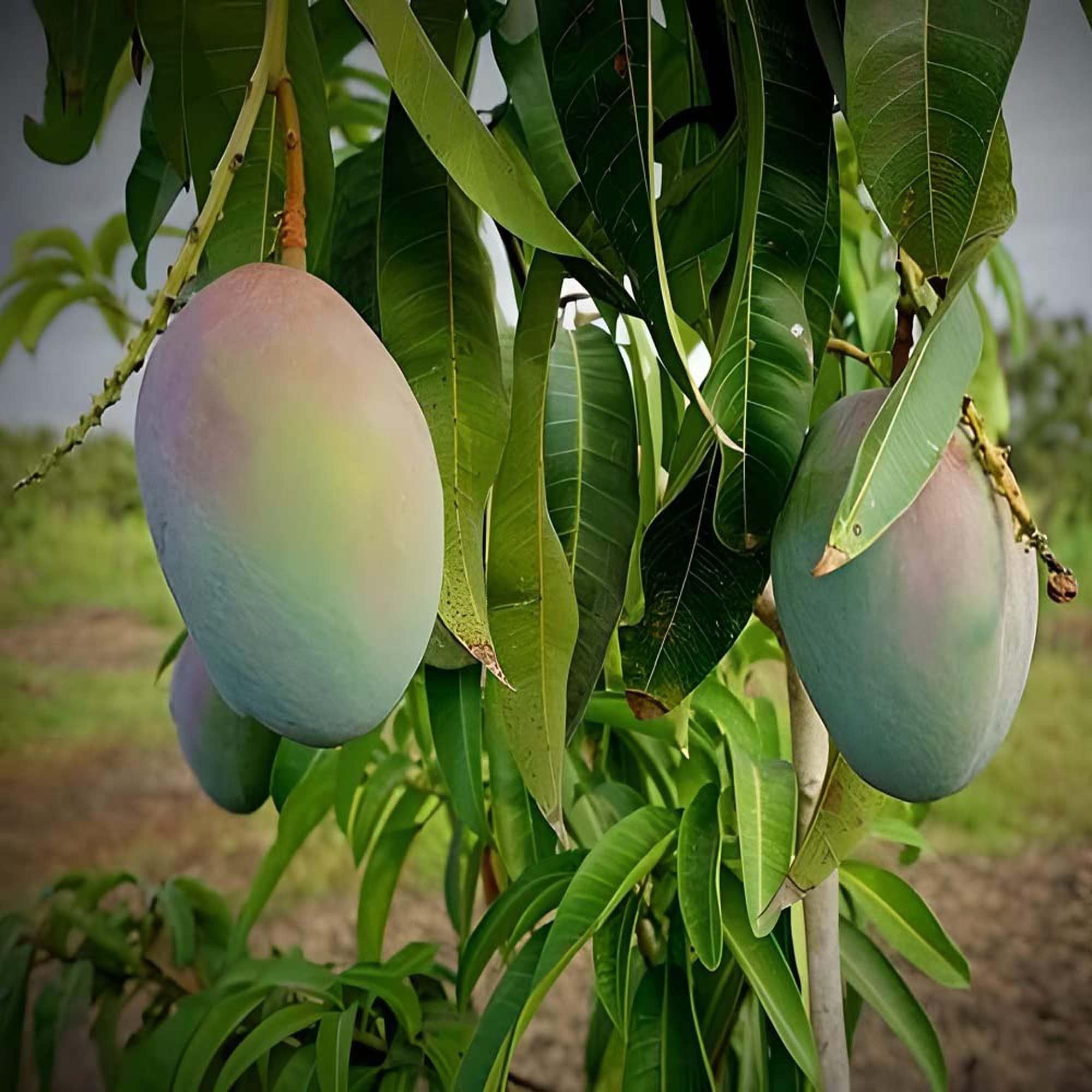 Pusa Arunima Mango Aam Grafted Fruit Plant (1.5-3 Feet Height)