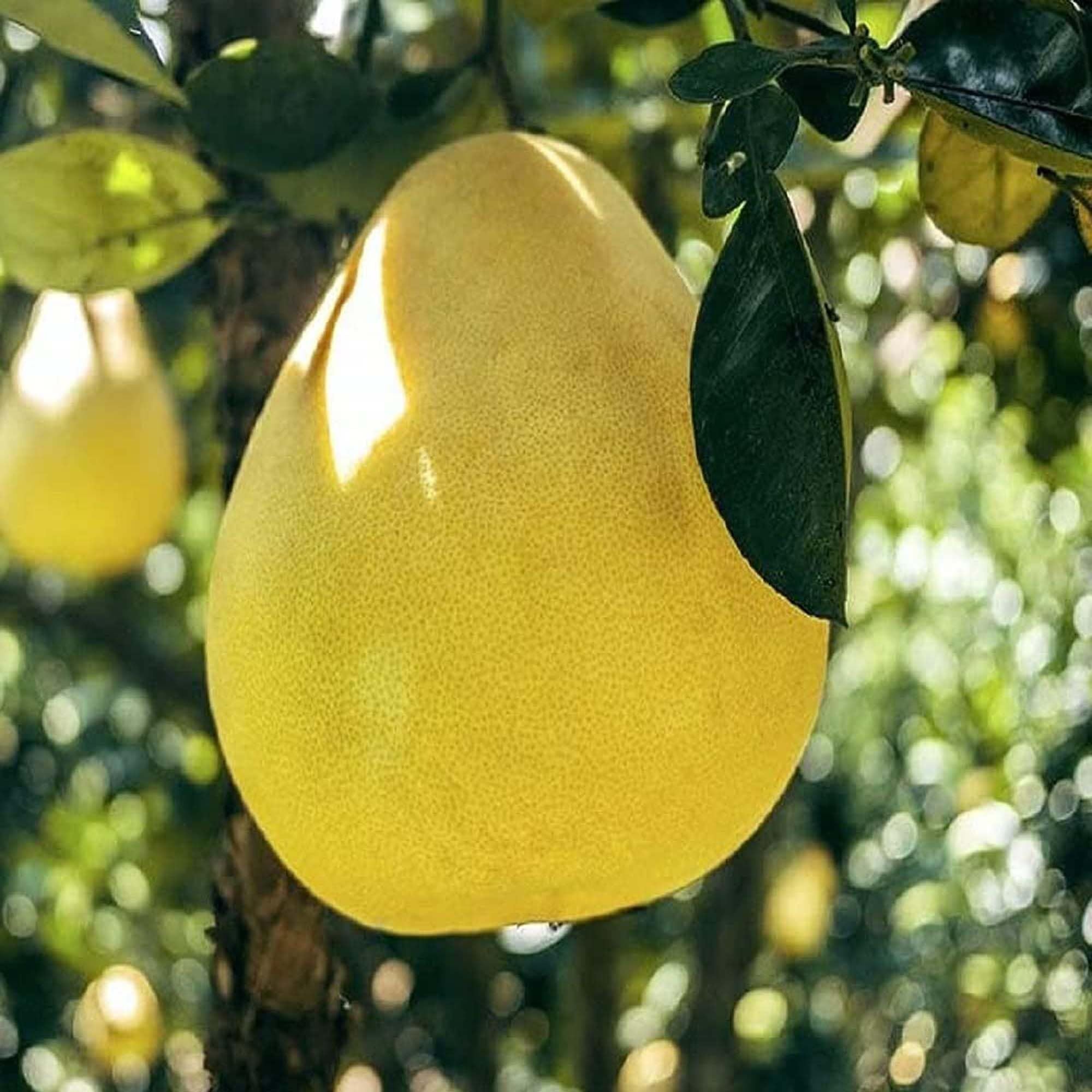 Assembly Pomelo Grapefruit Jambura Gaint Chakotra Batabi Lebu kambili Naranga Layering/Grafted Fruit Plant (1.5-3 Feet Height)