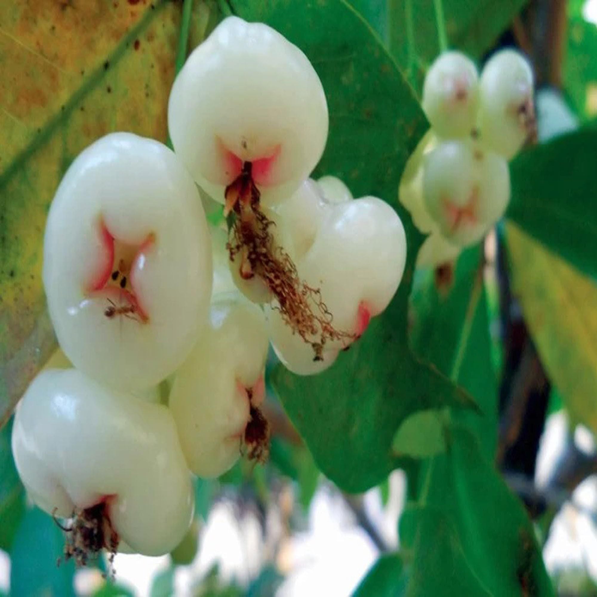 Mixed Wax Apple Water Apple Java Apple Jamrul Chamba Layering/Grafted Fruit Plant (1.5-3 Feet Height)