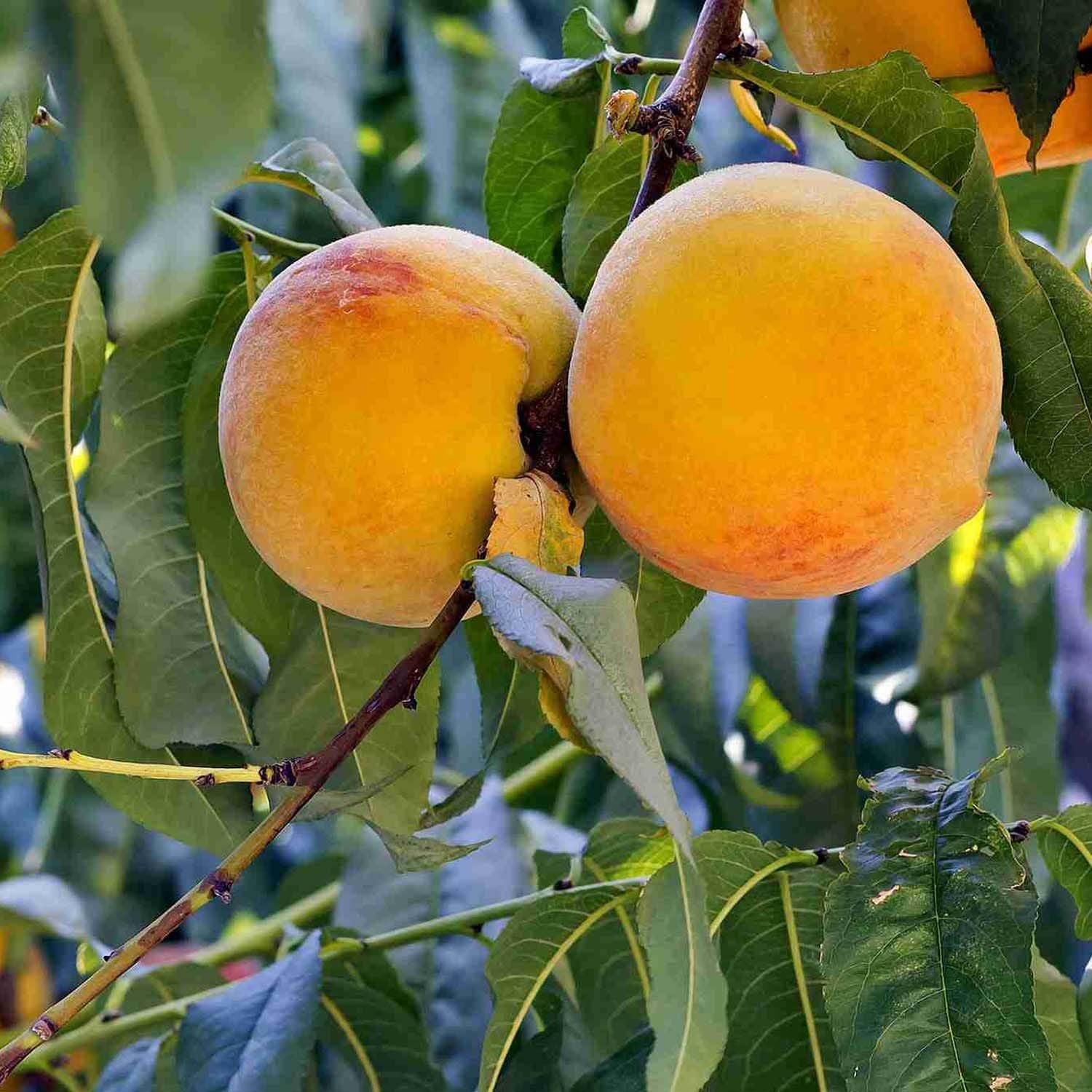 Prabhat Peach Grafted Fruit Plant (2-3 Feet Height)