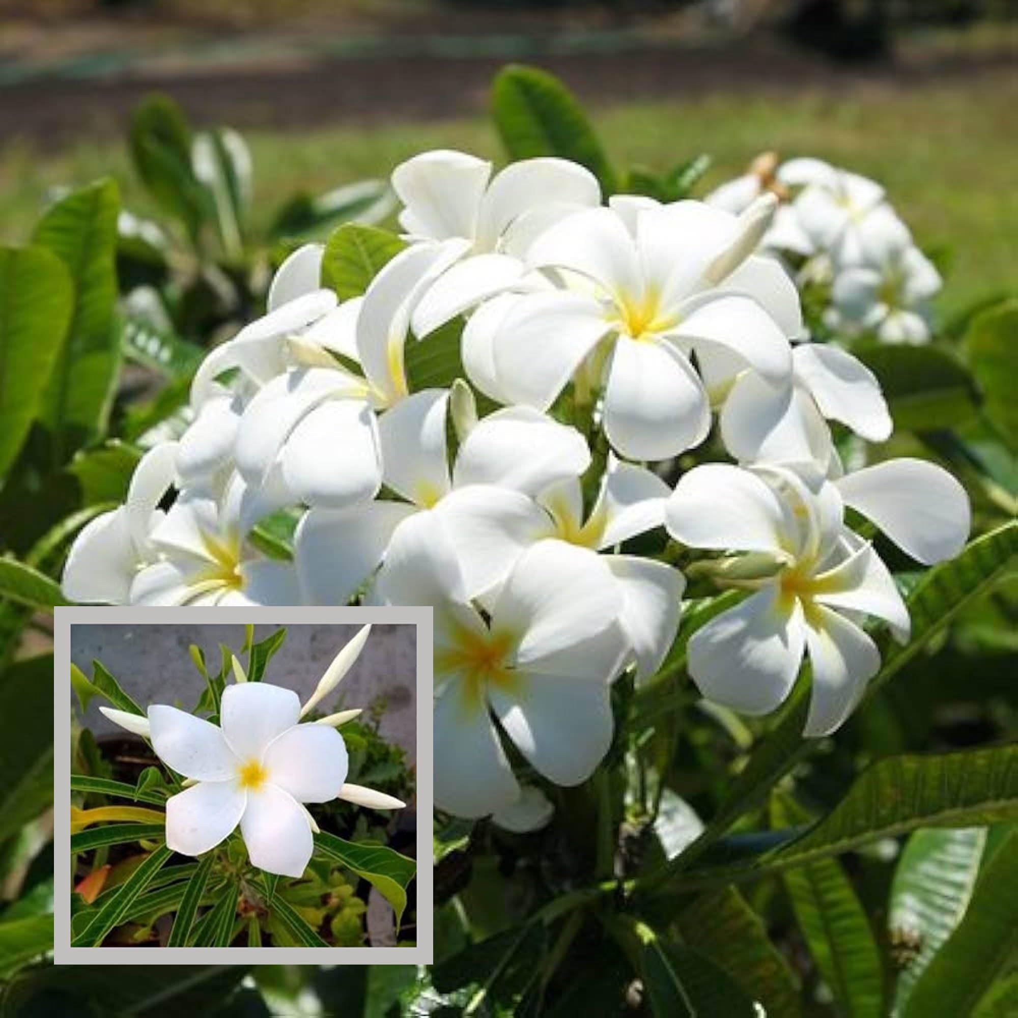 Nag Chapa Champa Plumeria Flower Plant (1-2 Feet Height)