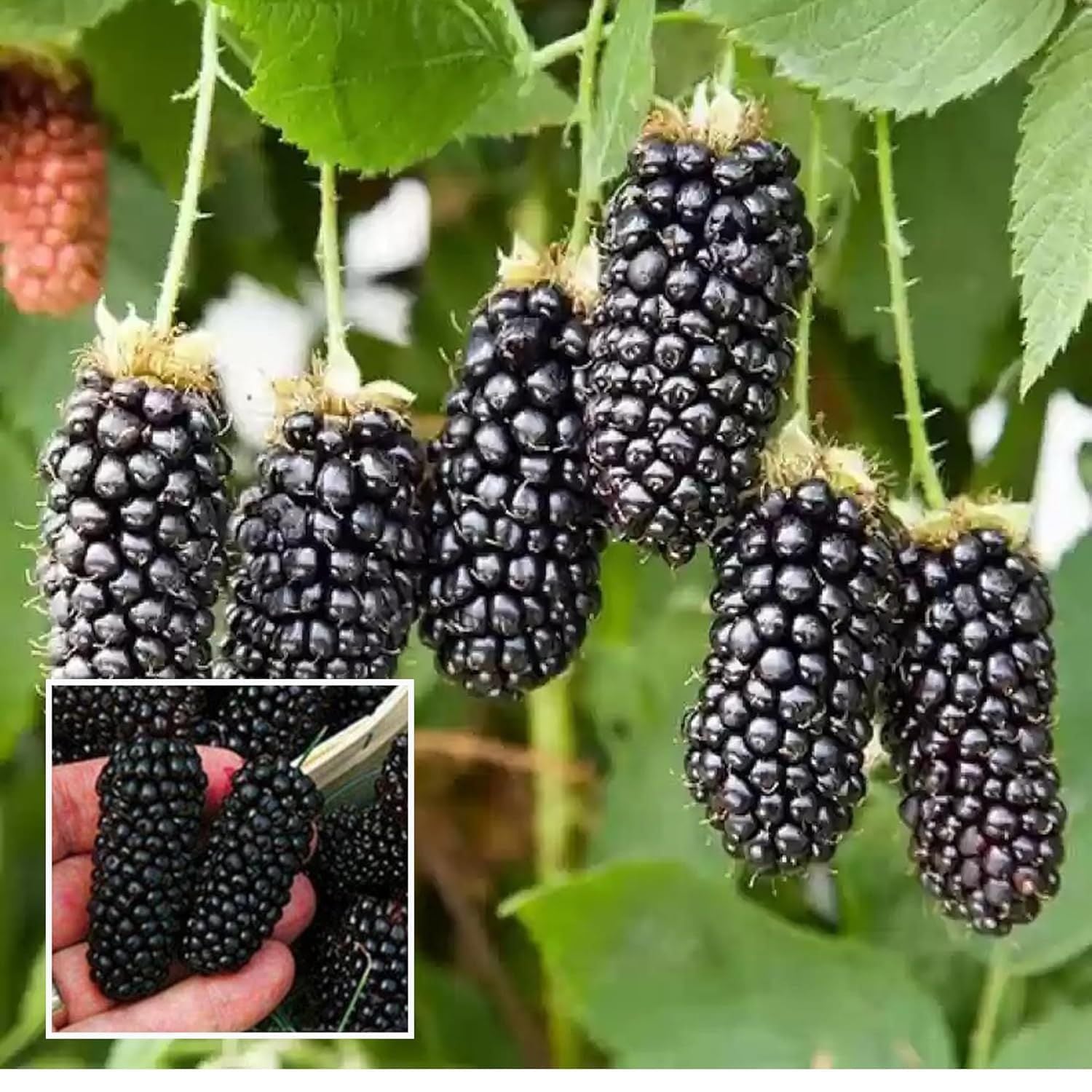 Blackberry Climbing Fruit Plant