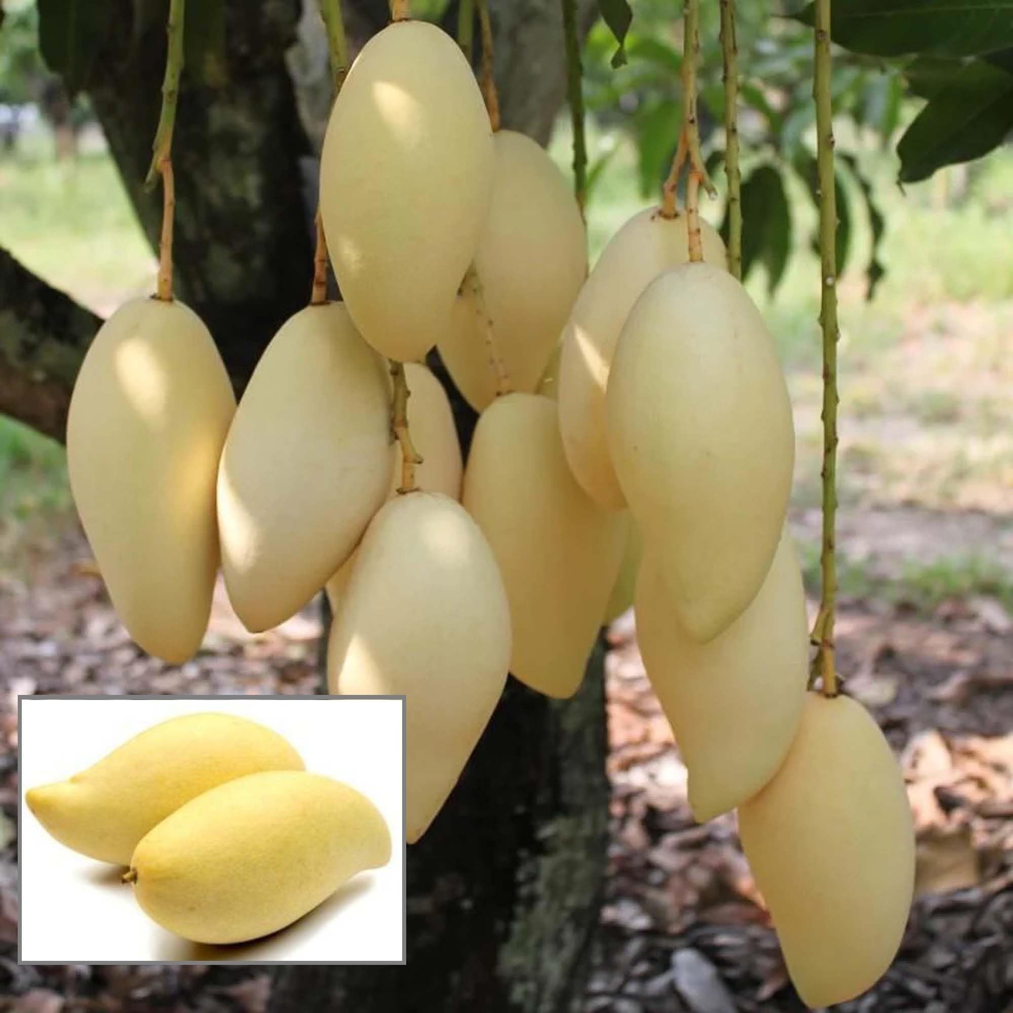 Thai Nam Dok Mai All Time Mango Aam Grafted Fruit Plant (1.5-3 Feet Height)