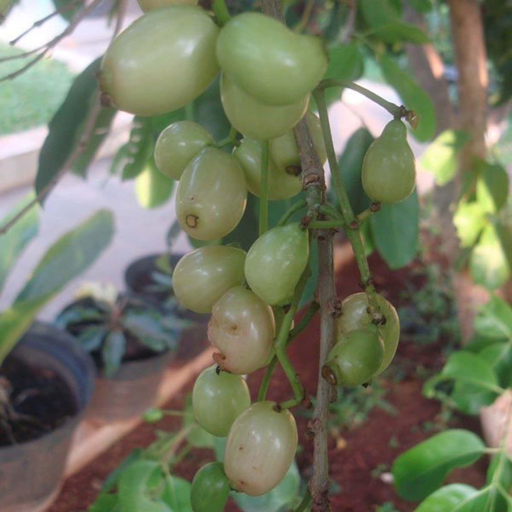 White Jamun Jambolan Jam Grafted Fruit Plant (1.5-3 Feet Height)