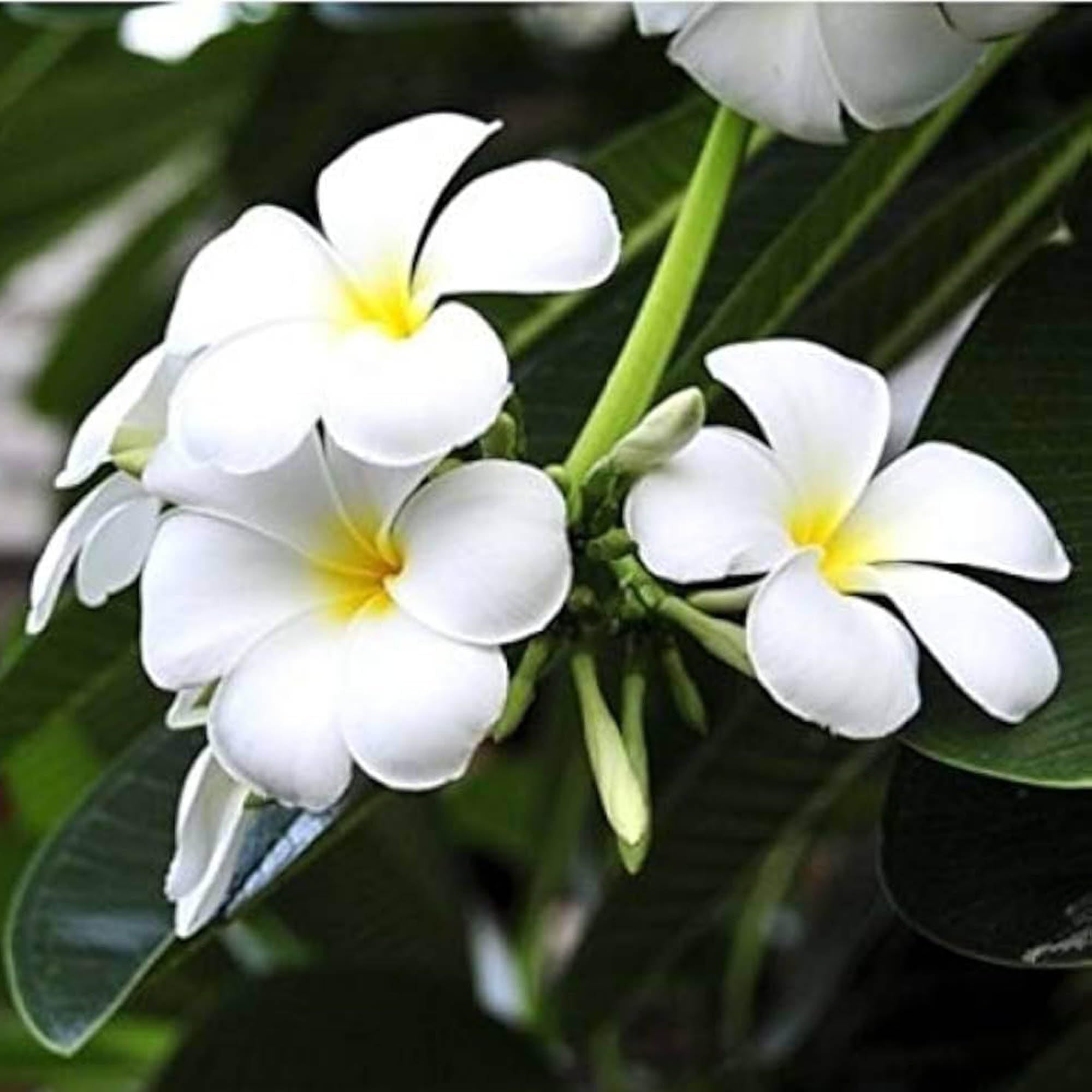 White Colour Kat Chapa Champa Plumeria Flower Plant (1-2 Feet Height)