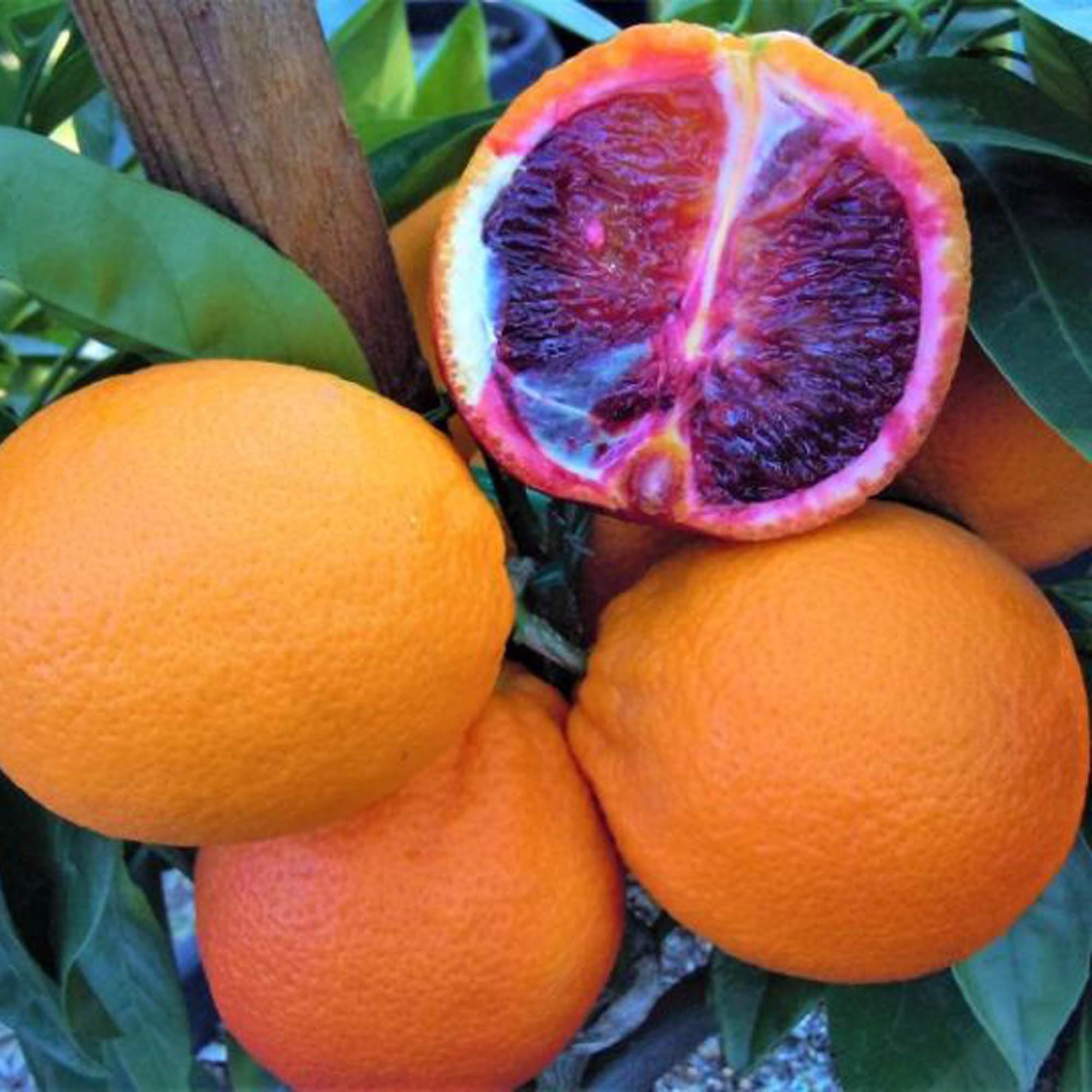 Moro Blood Orange Santra Grafted Fruit Plant (1.5-2 Feet Height)