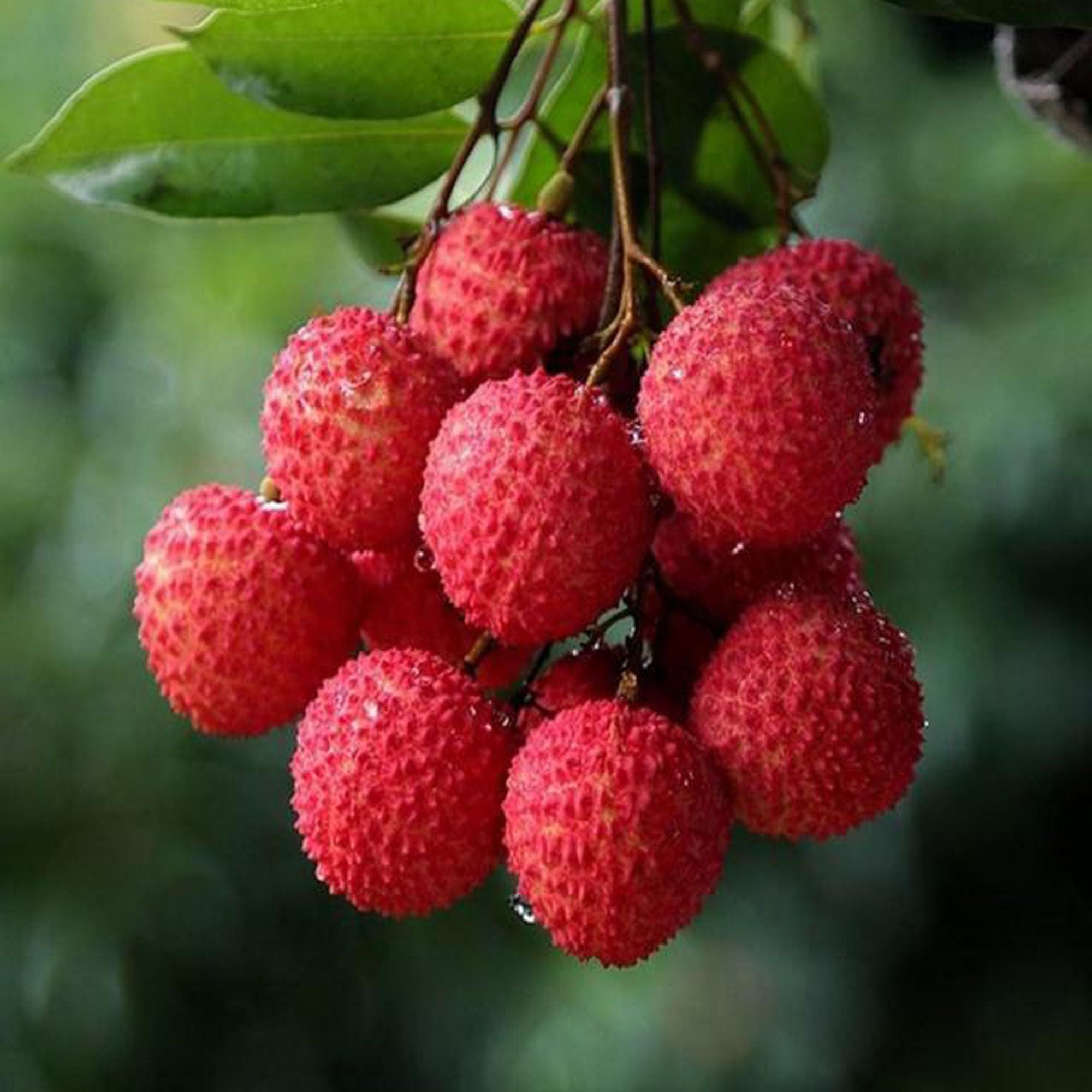 Muzaffarpur Shahi Litchi Lychee Layering/Grafted Fruit Plant (1.5-2 Feet Height)
