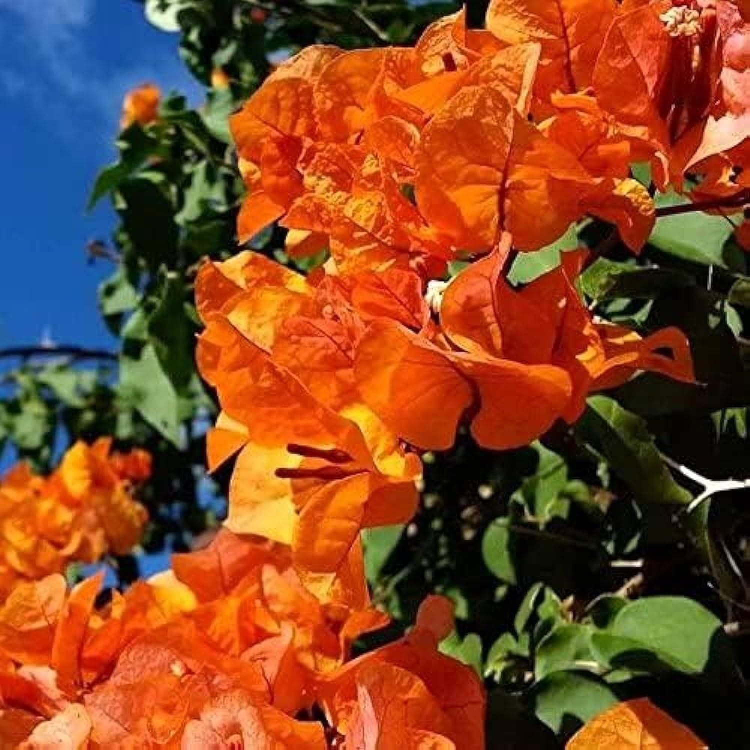 Orange Colour Bougainvillea Kagoj Ful Shrubs Flower Plant (1-2 Feet Height)